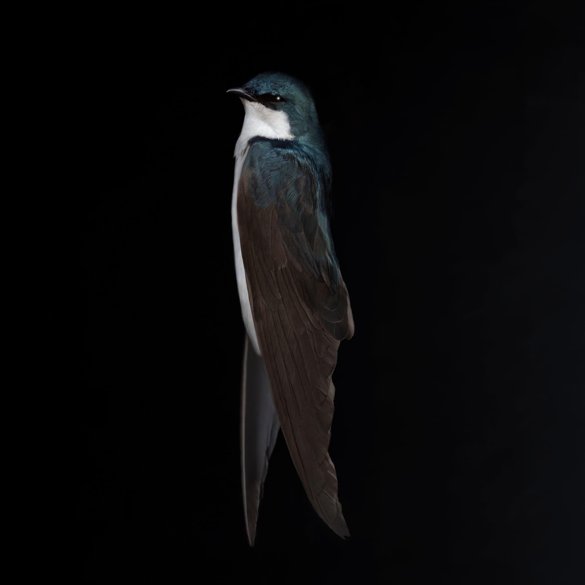 Tree swallow