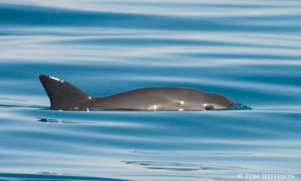 Vaquita swimming