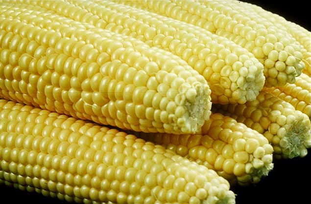 Sweet corn