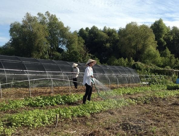 Vietnamese growers work on a communal farm in New Orleans East. The farming helps supplement shrimpers' income.