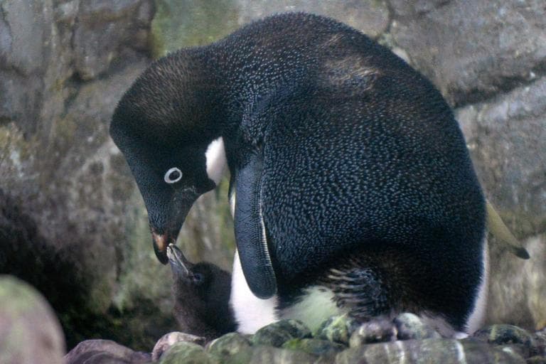 penguin
