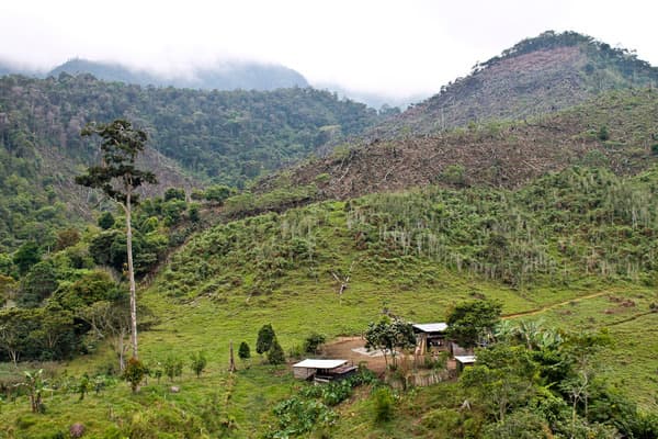 Clear cut for coffee