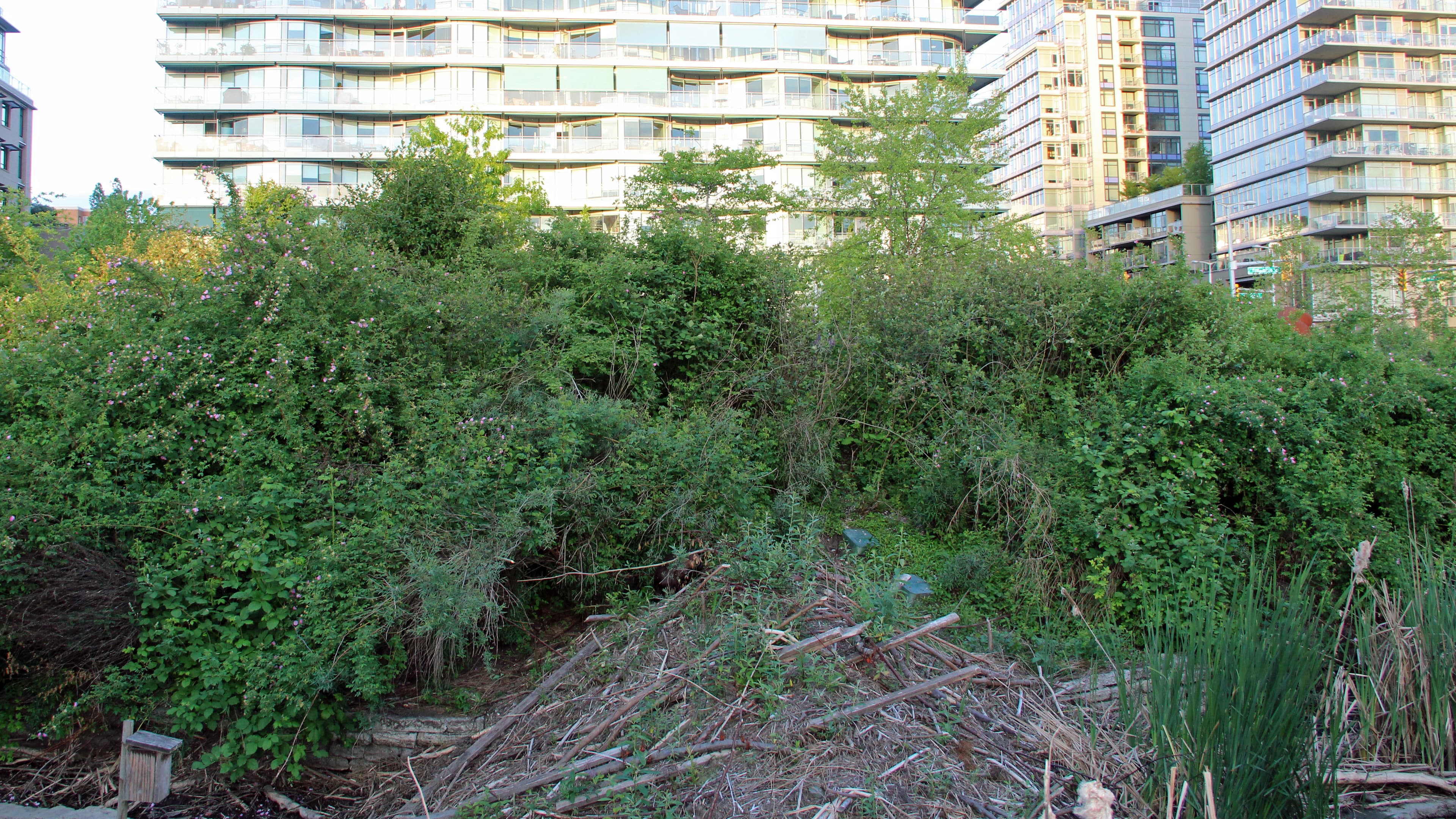 Apartment buildings surround this urban beaver lodge.