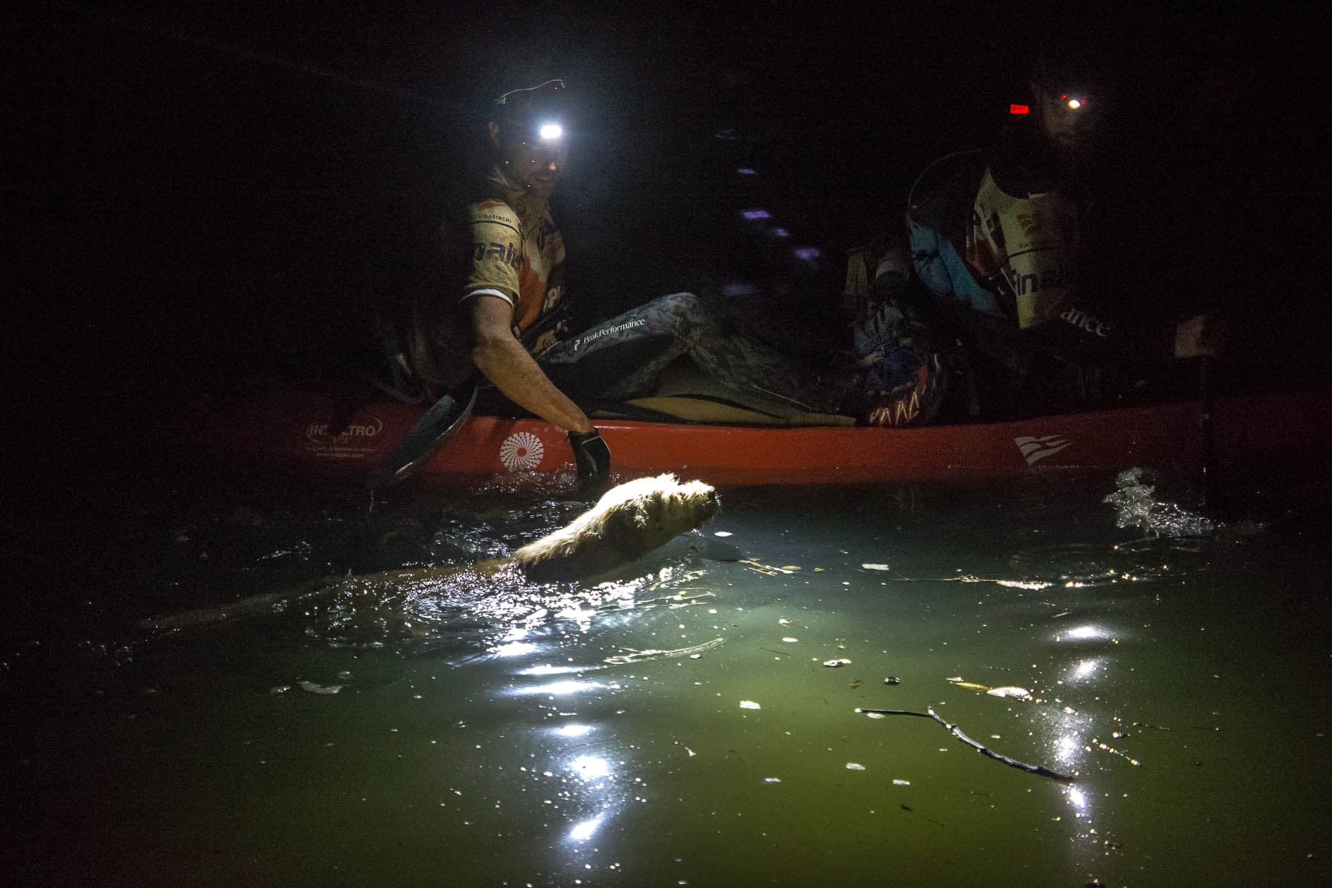 Arthur swimming next to Lindnord's kayak.
