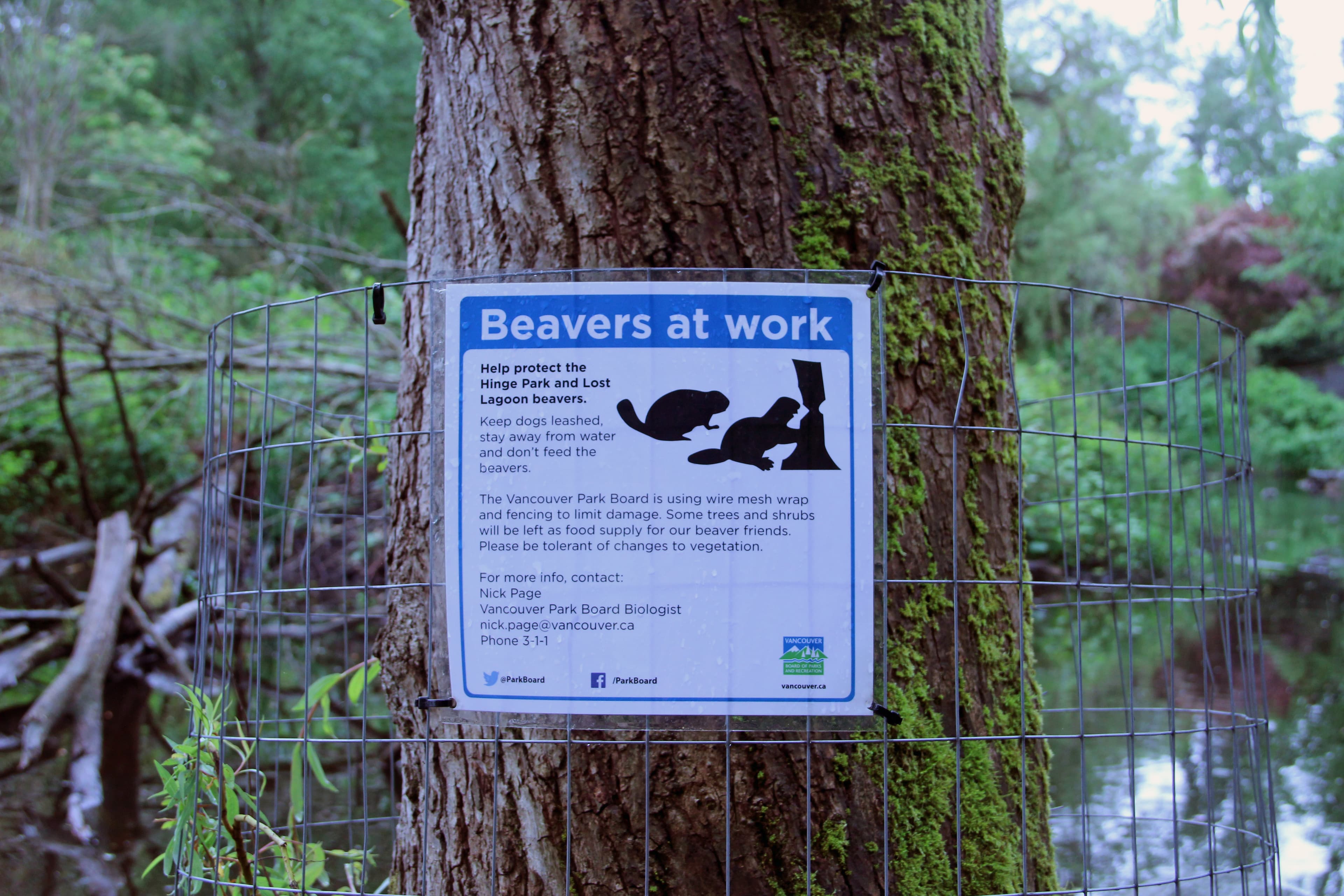 Mesh wire wrapped around a tree to protect it from beavers.