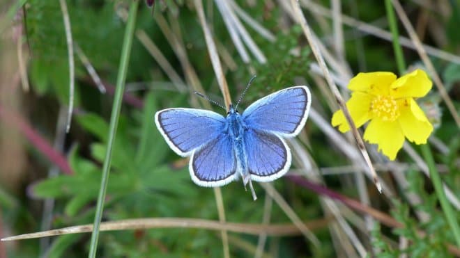 Silver studded blue butterfly