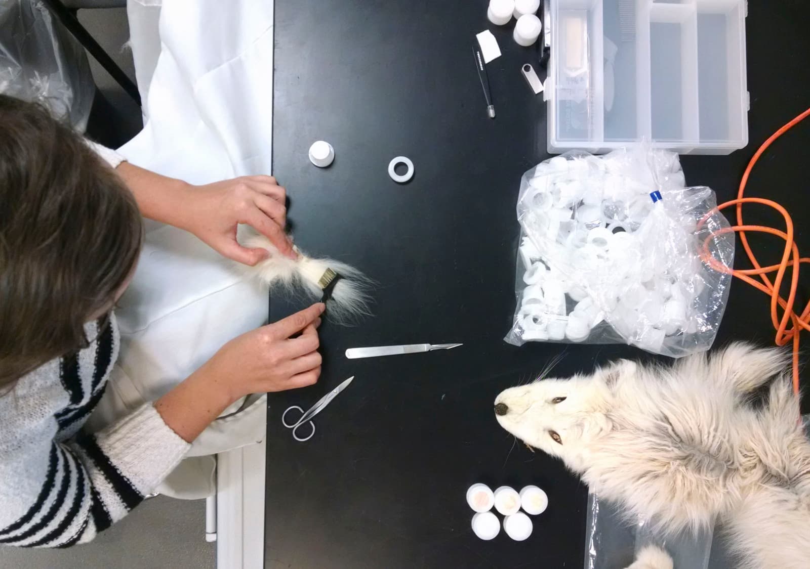 Project intern Caitlin Richeson preparing fur cup samples