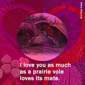 I love you as much as a prairie vole loves its mate.