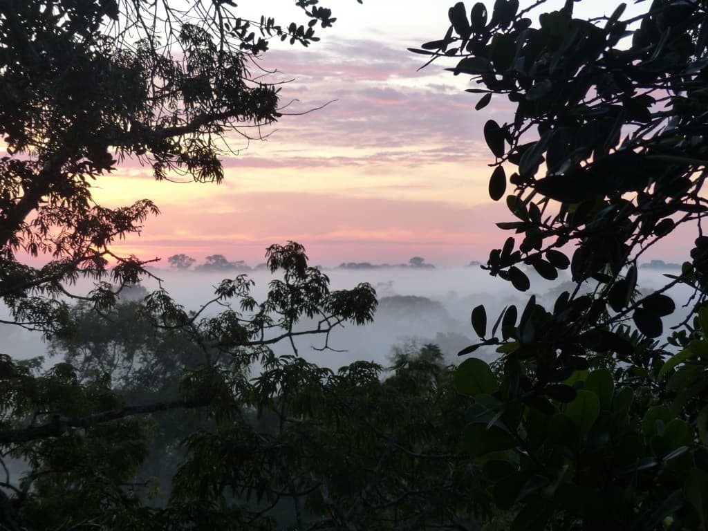 Dawn from tree canopy