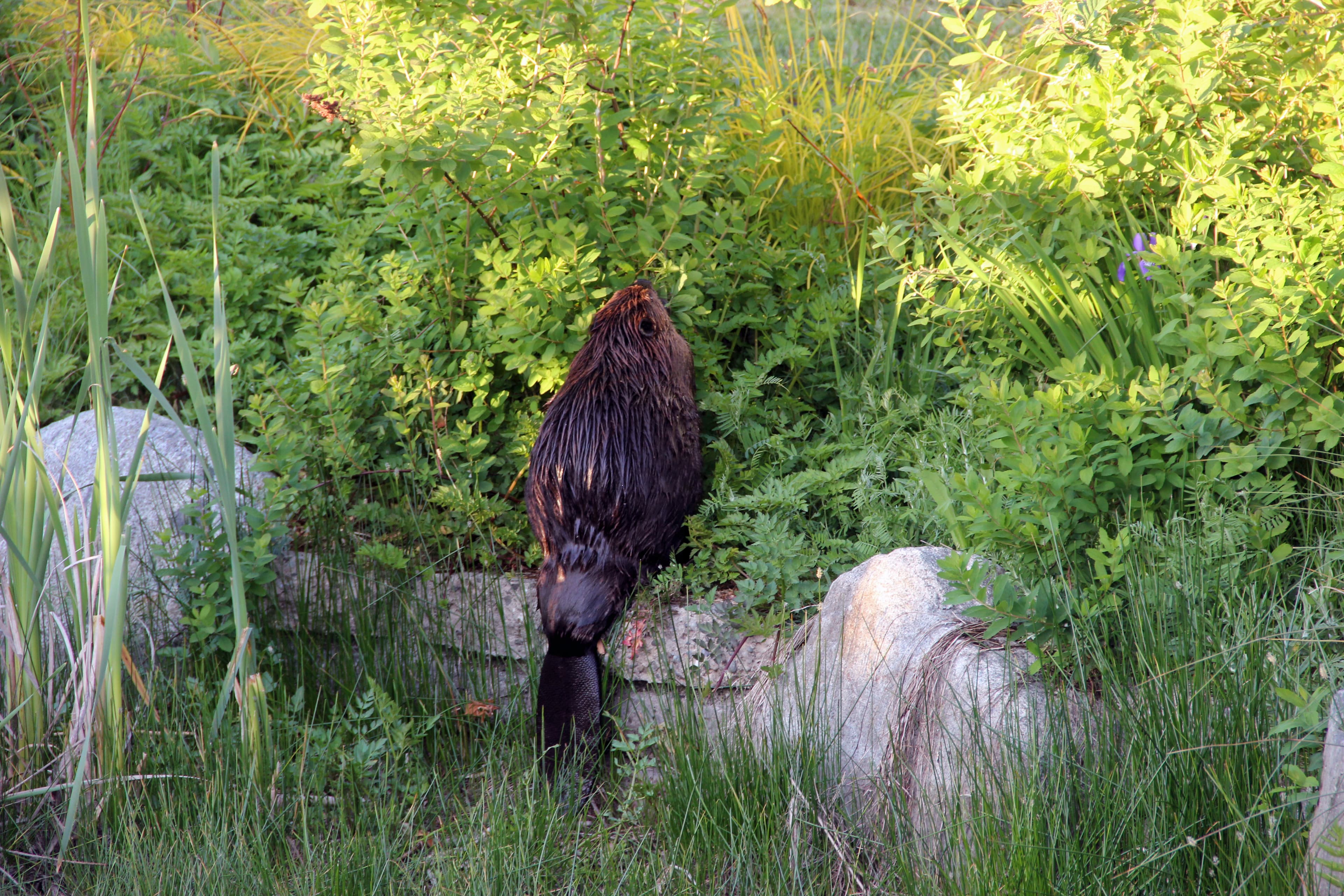 An urban beaver out for an evening meal.