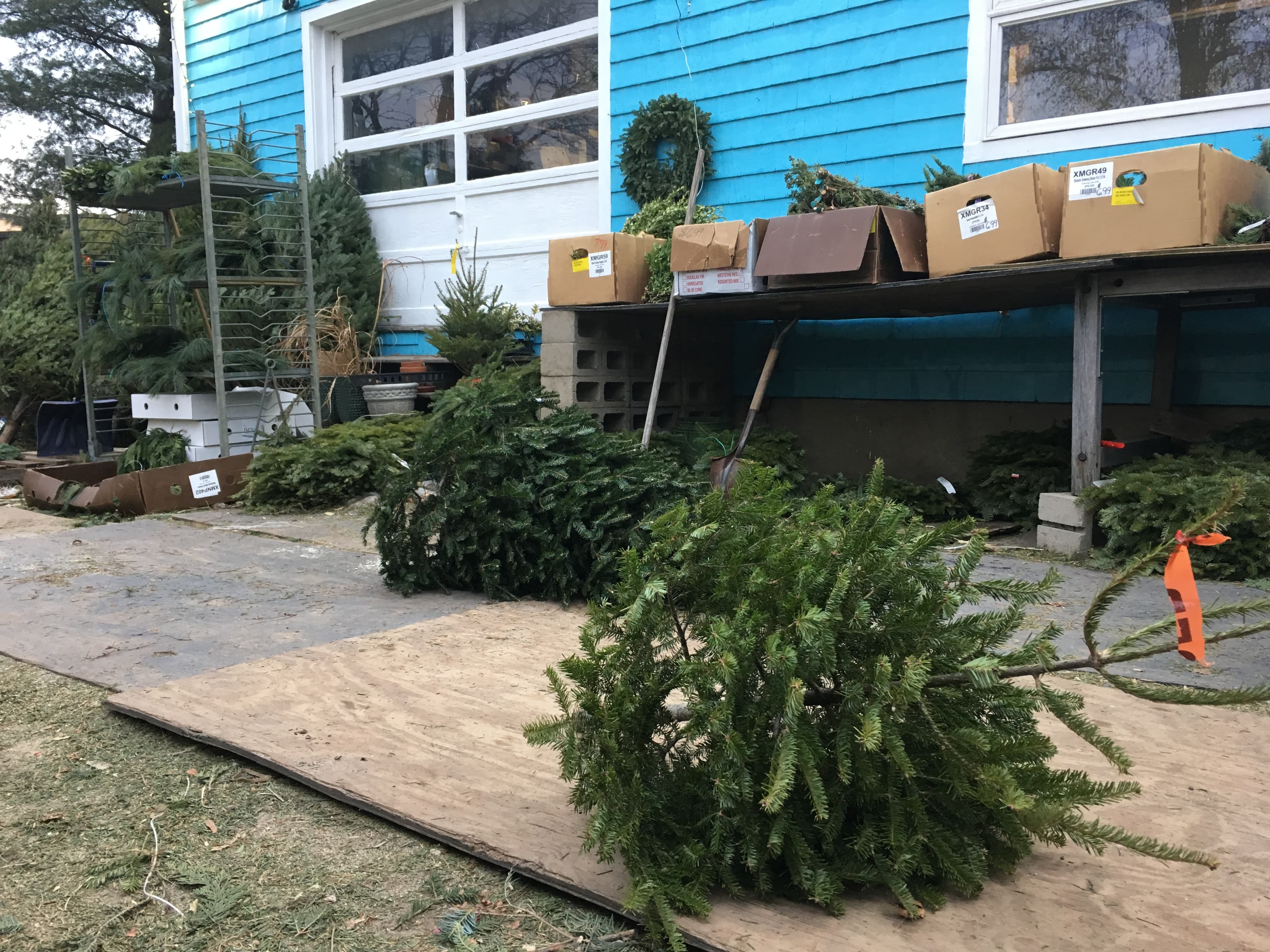 The underdog Christmas tree.