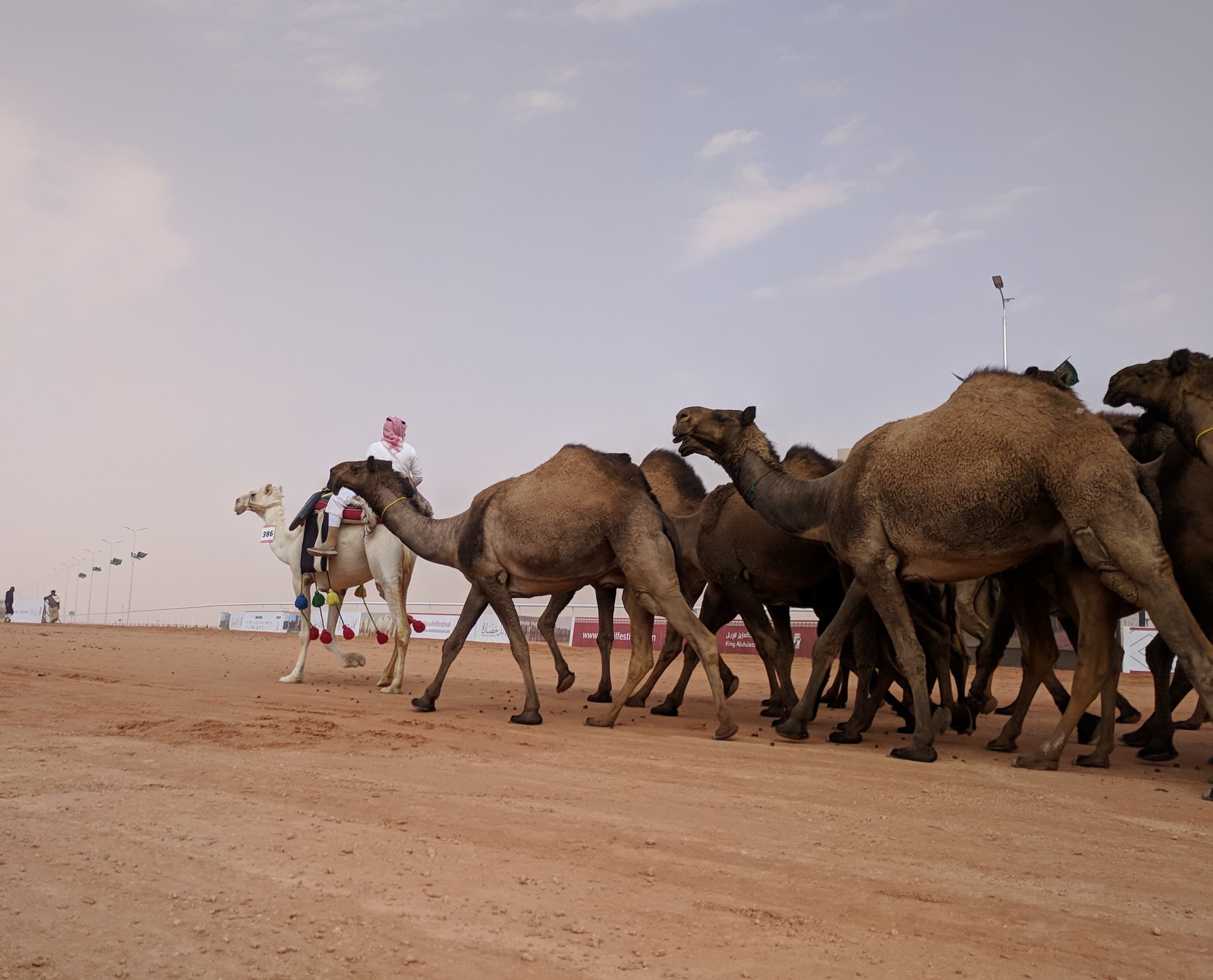 A trainer parades his camels during the beauty contest.