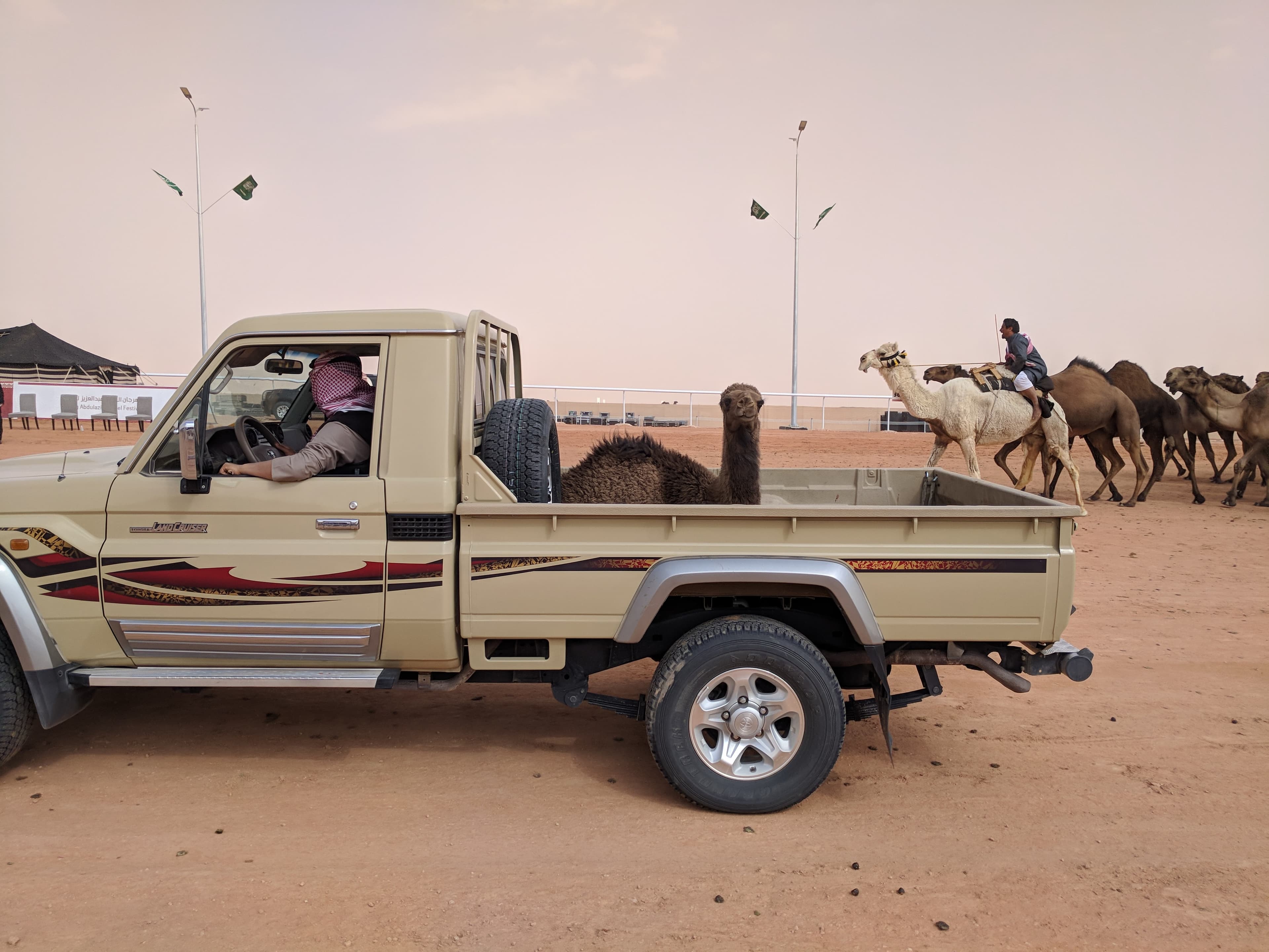 During the beauty contest, a baby camel is driven in front of the herd to encourage the other camels to trot past the judges.