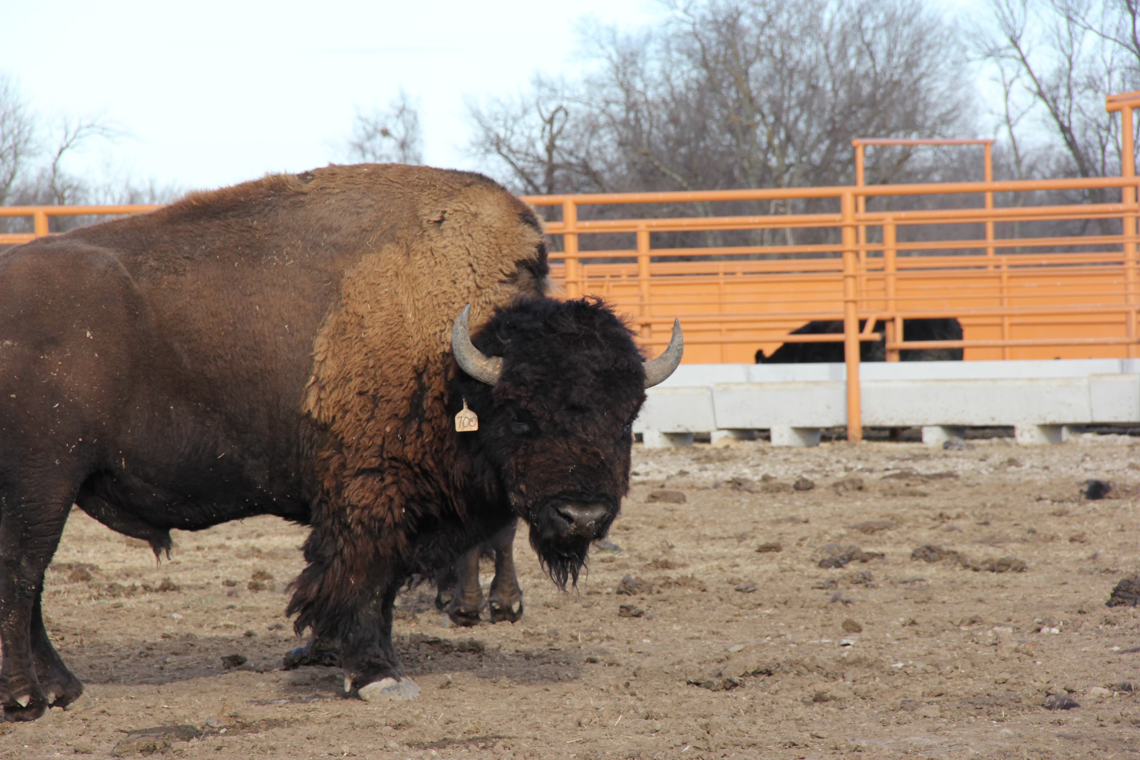 A bison