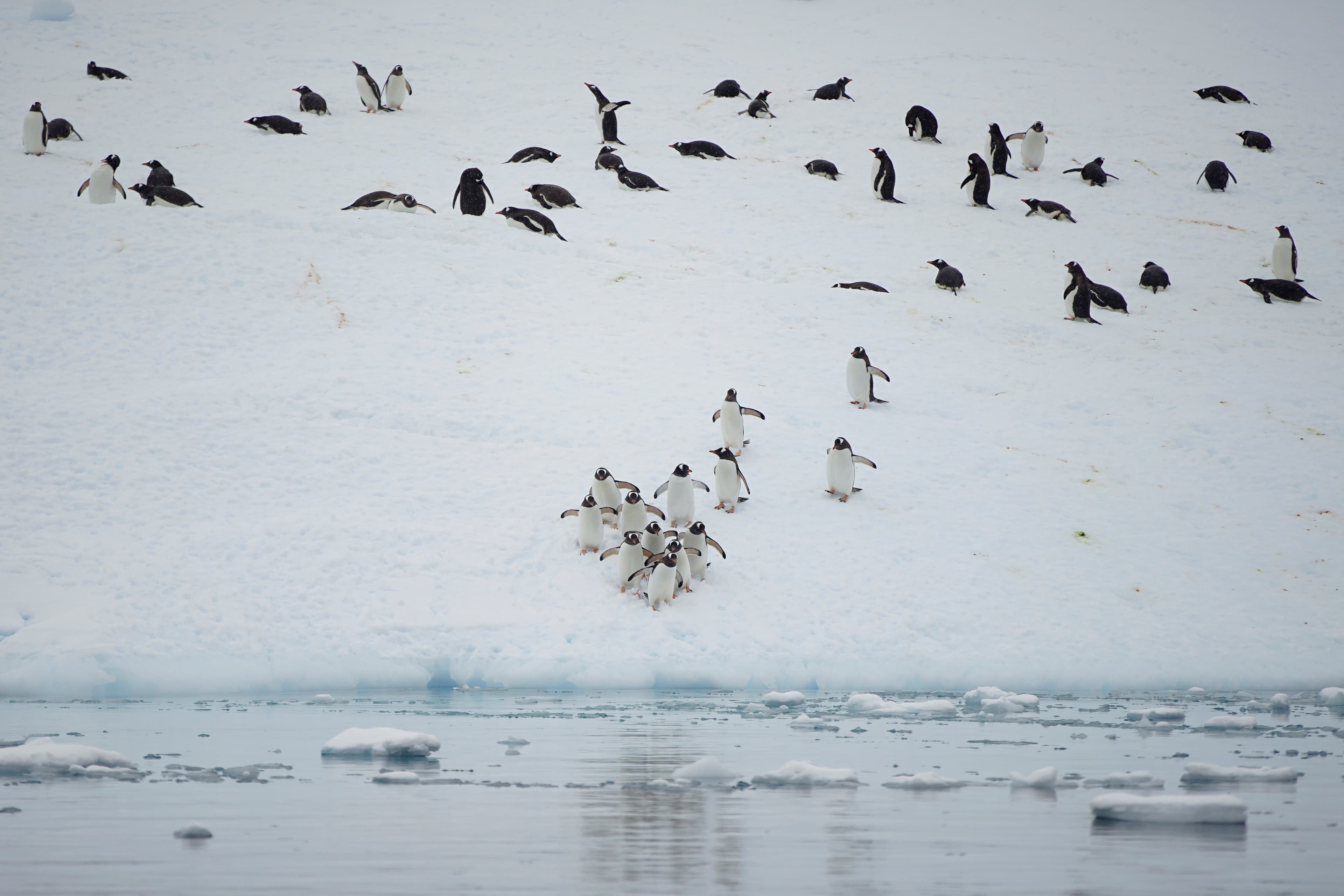 Penguins are seen over an iceberg in Andvord Bay, Antarctica.