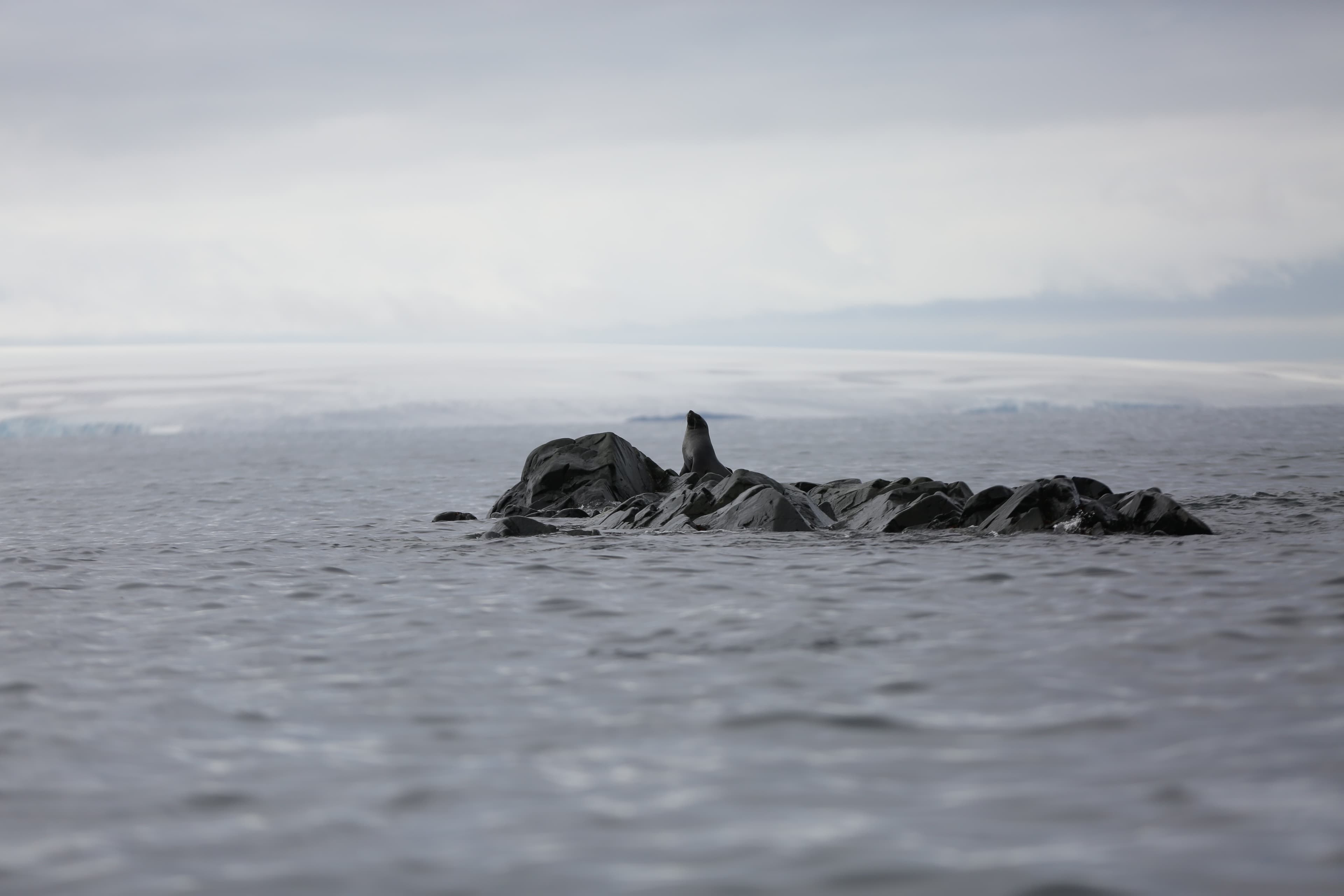 A seal rests over a rock on Maxwell Bay.