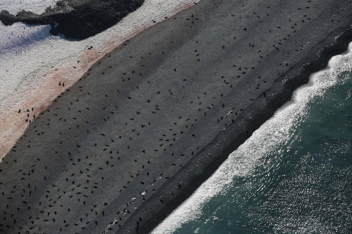 Seals on a beach in Half Moon Bay.