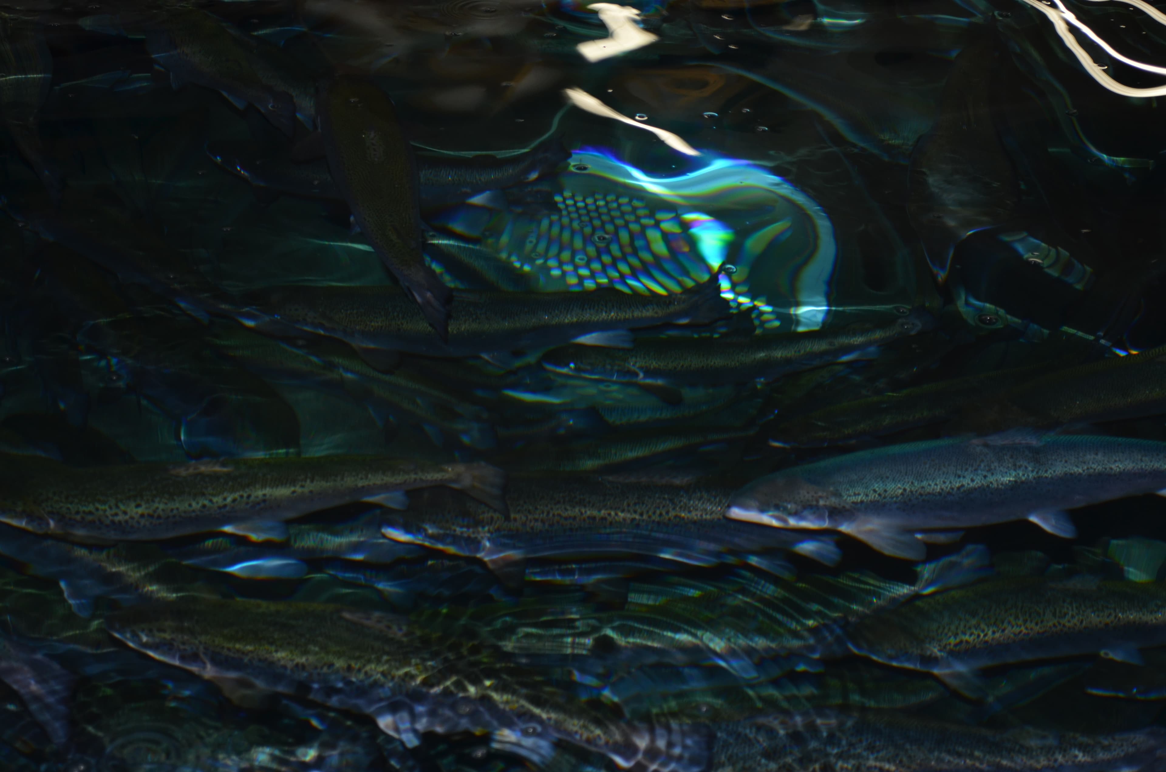 Hundreds of salmon swirl in the water of each tank at the Kuterra salmon farm in Port McNeill, Britsh Columbia. Unlike open-water salmon farms, the waste from Kuterra fish is processed naturally and the water is recirculated.