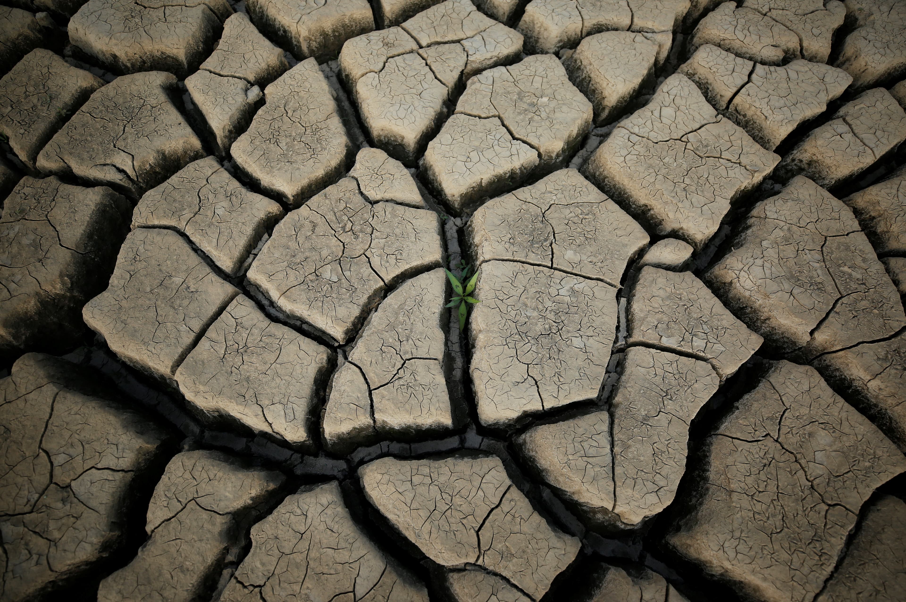A plant grows between cracked mud in a normally submerged area at Theewaterskloof dam near Cape Town, South Africa, Jan. 21, 2018.