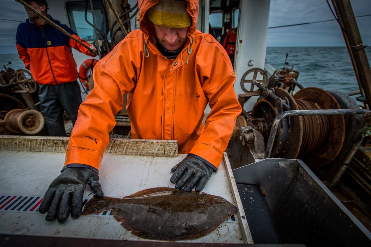 Dean West measures fluke in view of the electronic monitoring cameras, with The Nature Conservancy’s Chris McGuire in the background. Video reviewers will convert lengths to weight to be used for science and management.