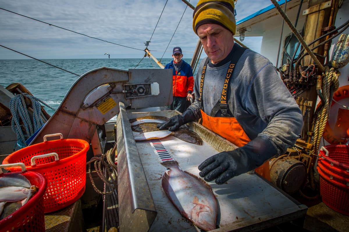 Dean West measures fluke in view of the electronic monitoring cameras, with The Nature Conservancy’s Chris McGuire in the background. Video reviewers will convert lengths to weight to be used for science and management.