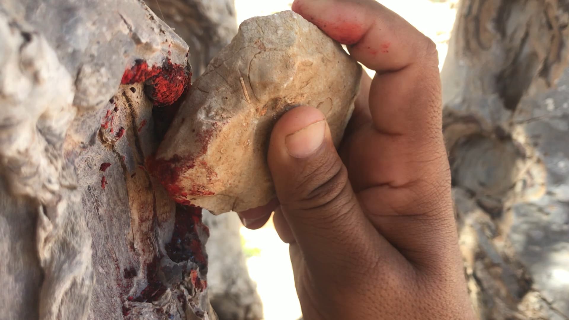 The sap of a dragon's blood tree is crimson