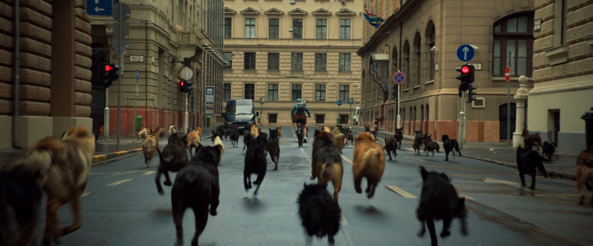 Canines charge in “White God”