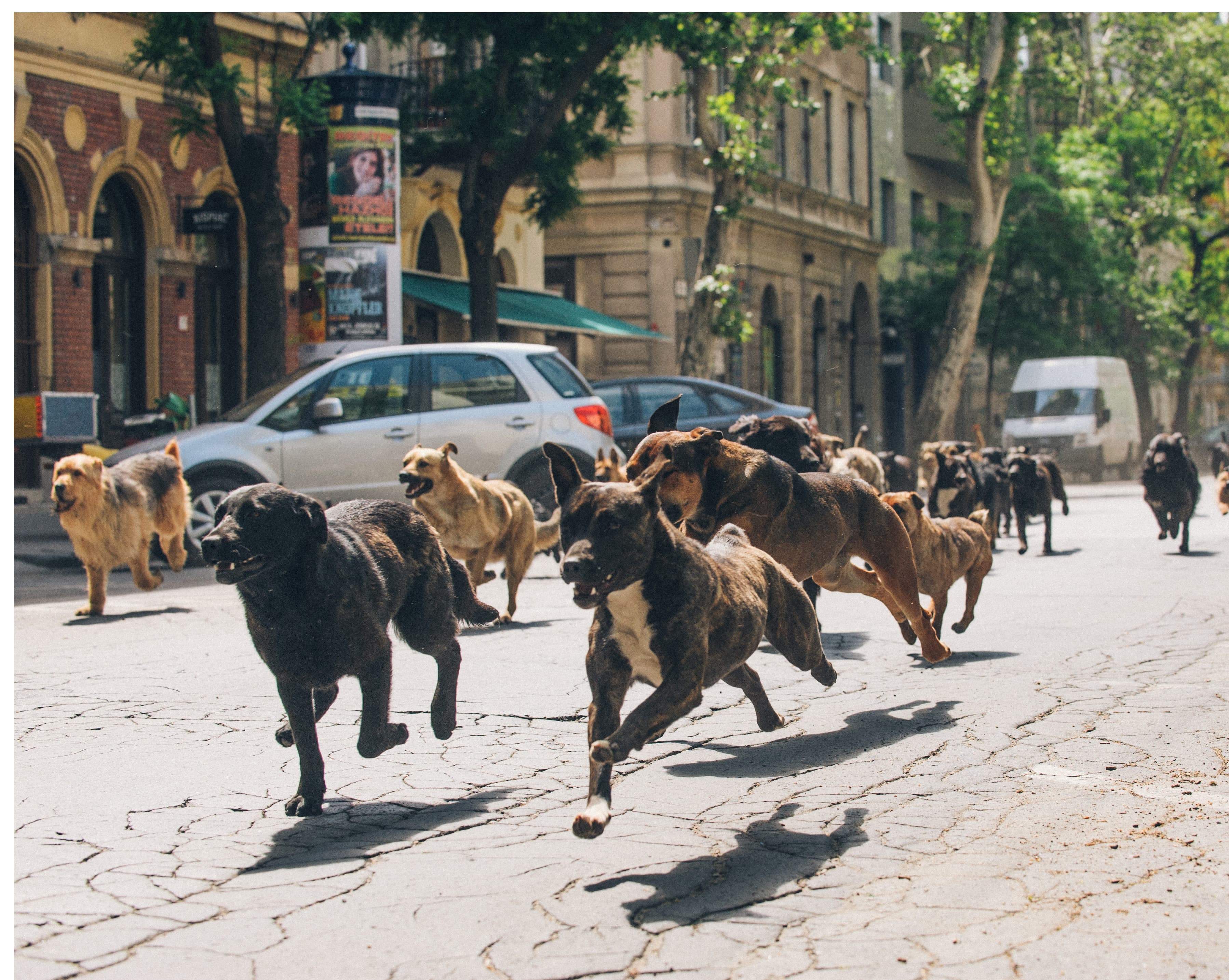 A scene from “White God”