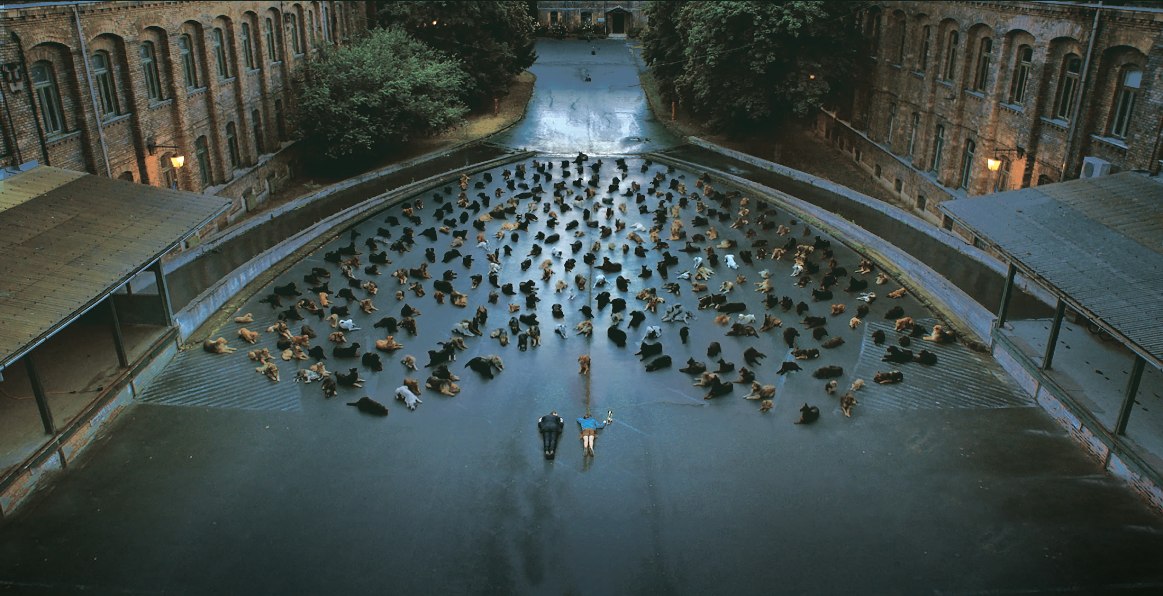 A scene from “White God”