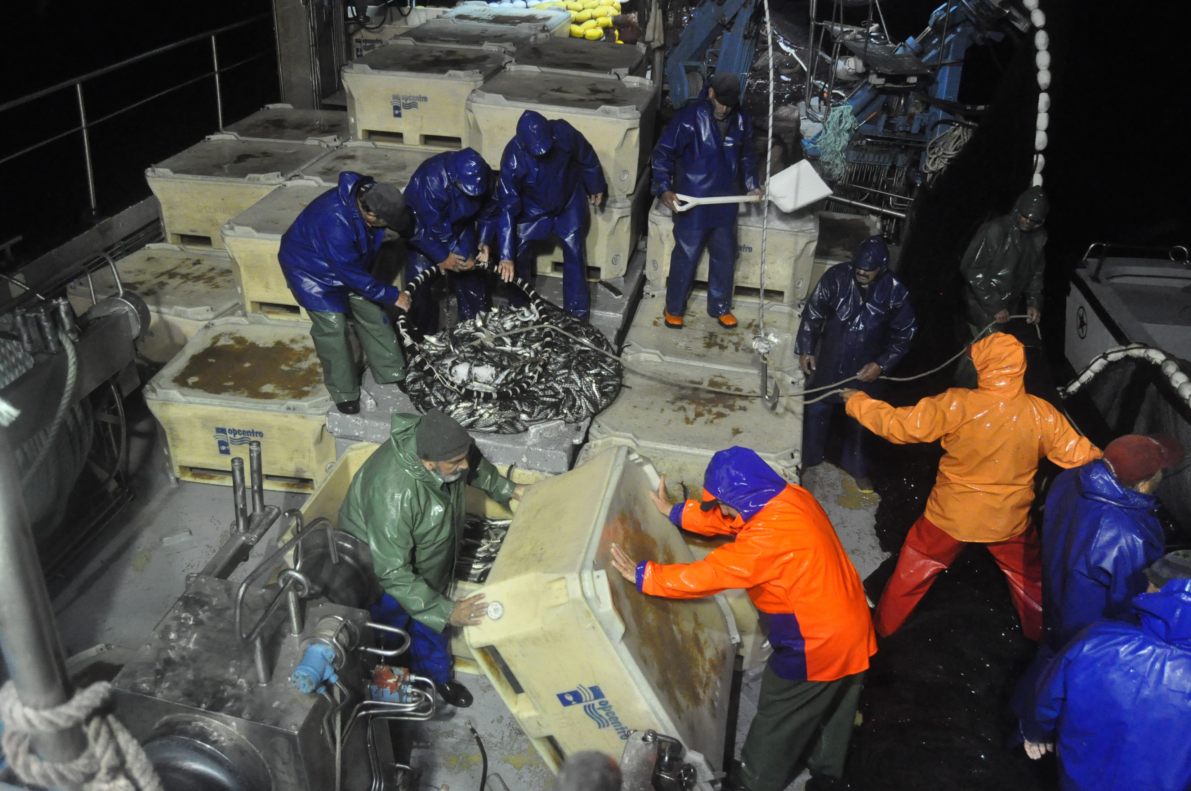 dumping a pod of sardines into a cold box