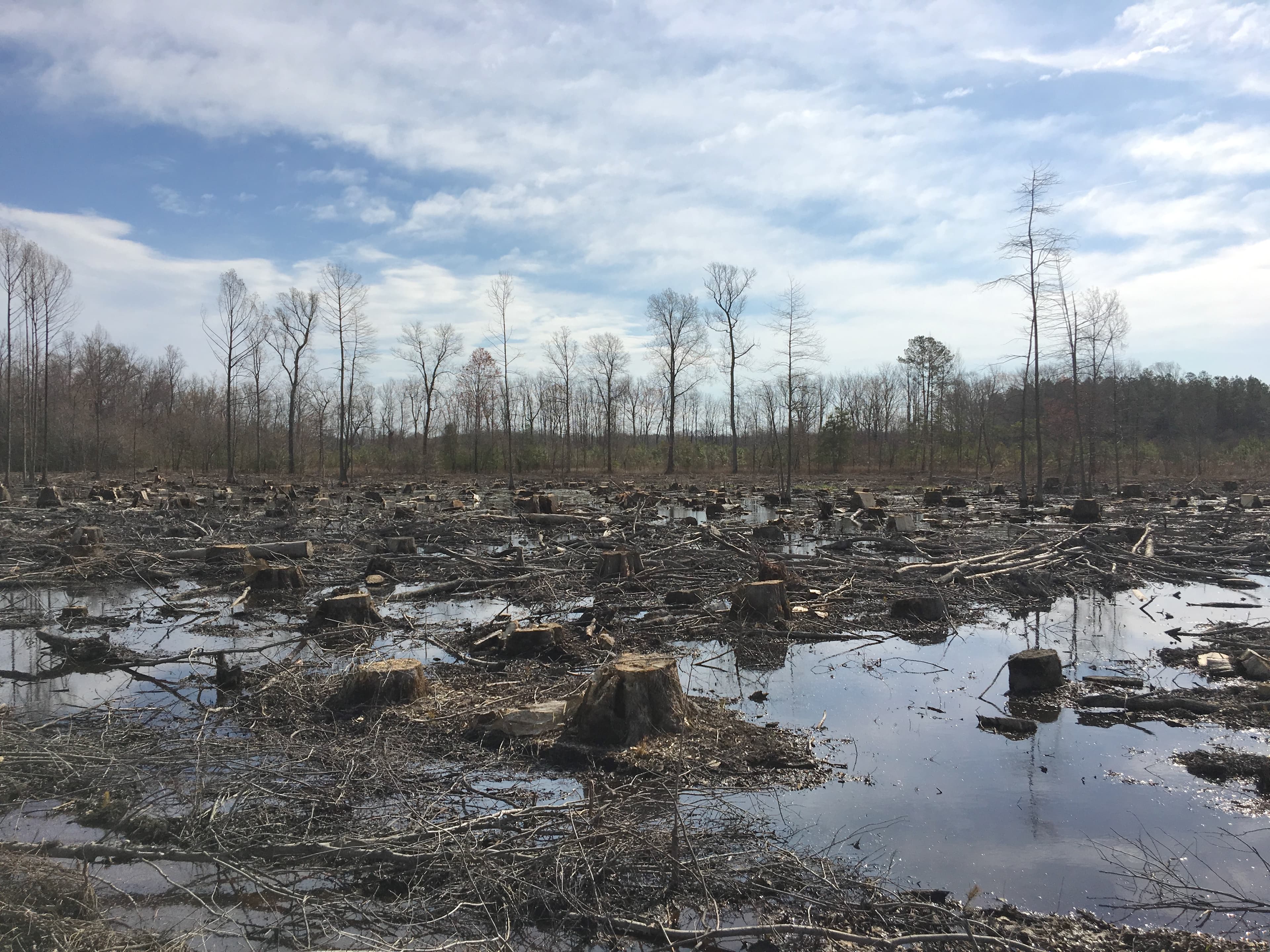 logged wetland