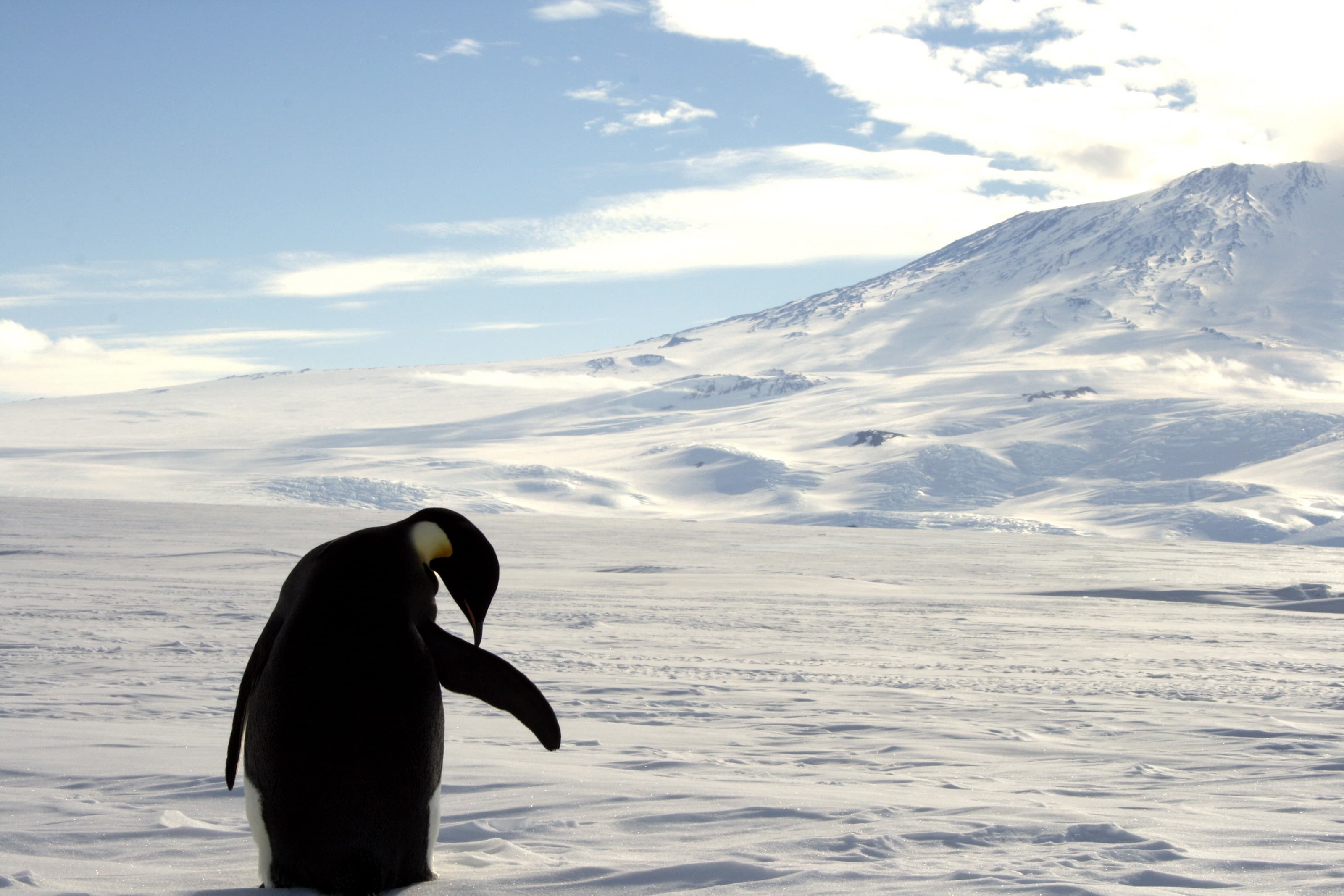 Penguin in Antarctica