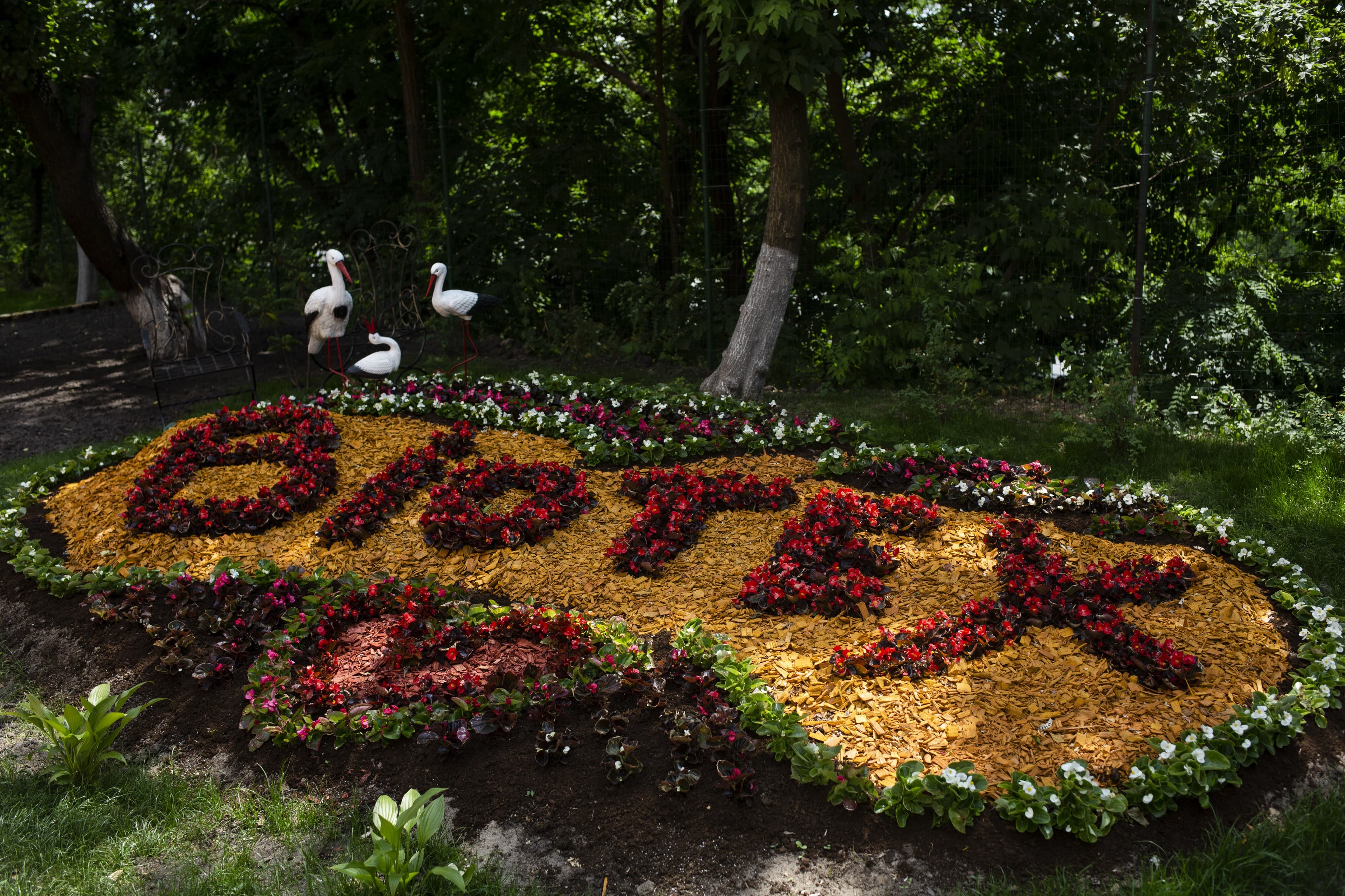 a bed of flowers