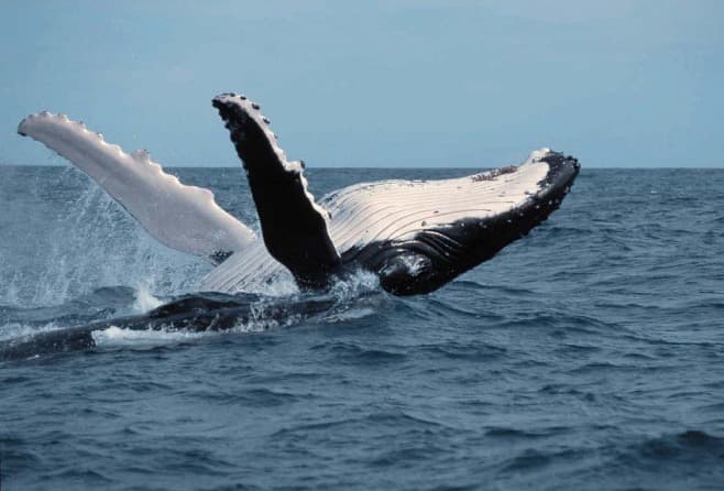 Humpback whale