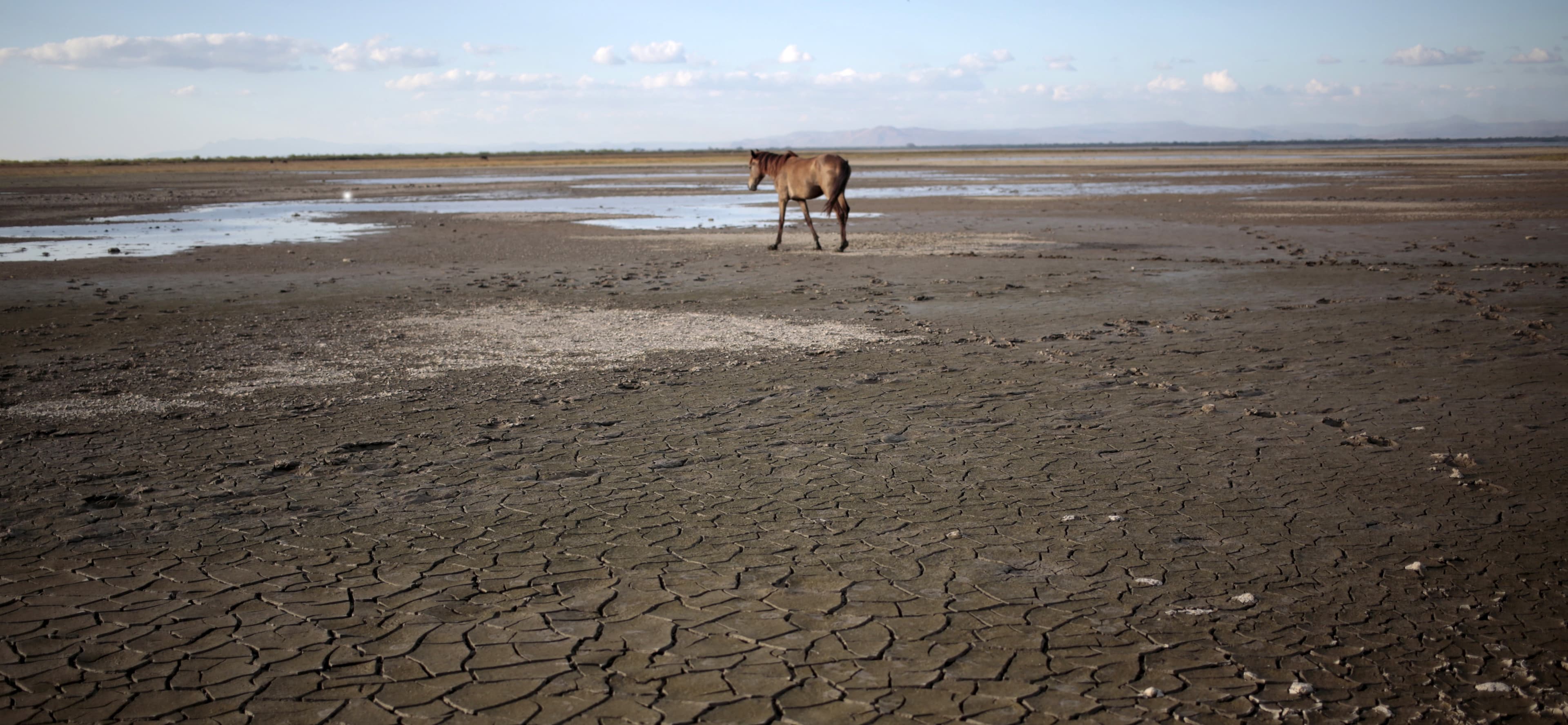 Horse on dry lake