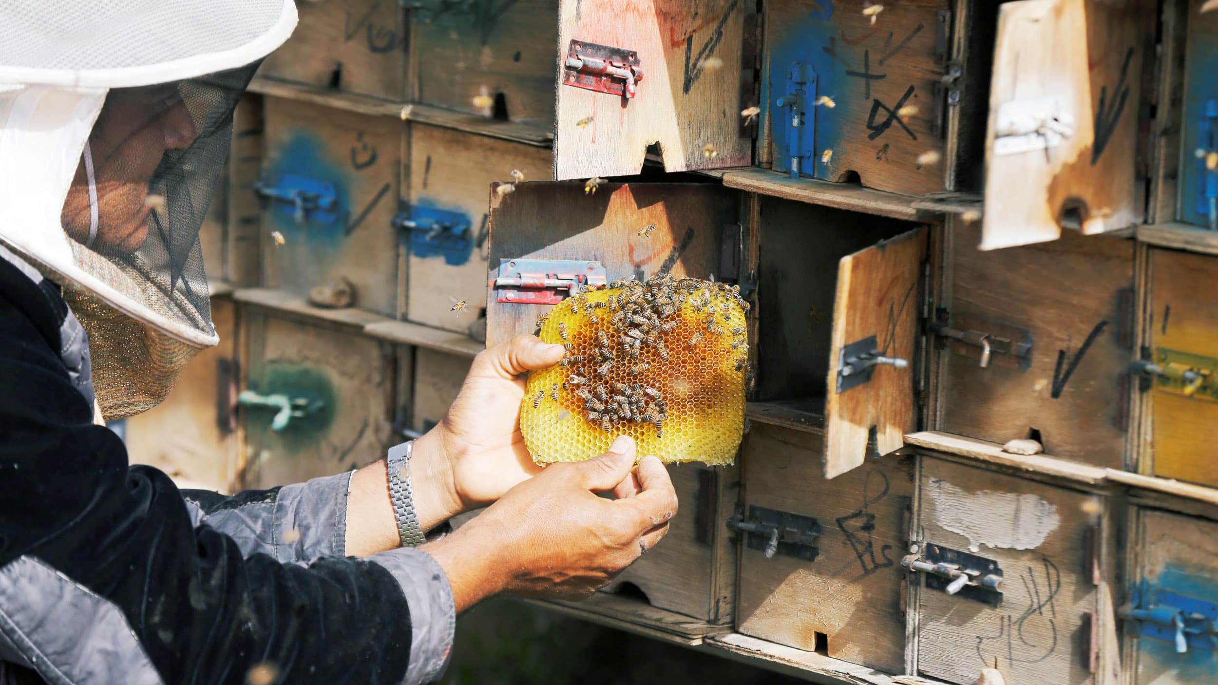 A man holds a piece of honeycomb covered in bees. He is wearing a white netted hat.