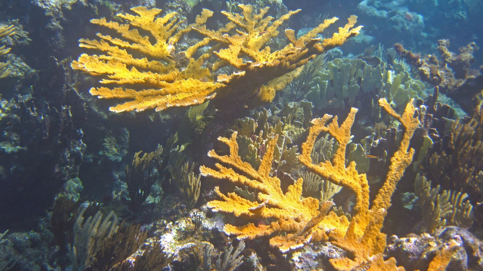 Elkhorn coral is one of the main varieties of coral that workers on the northern coast of Puerto Rico have been able to restore following damage done by Hurricane Maria in 2017.