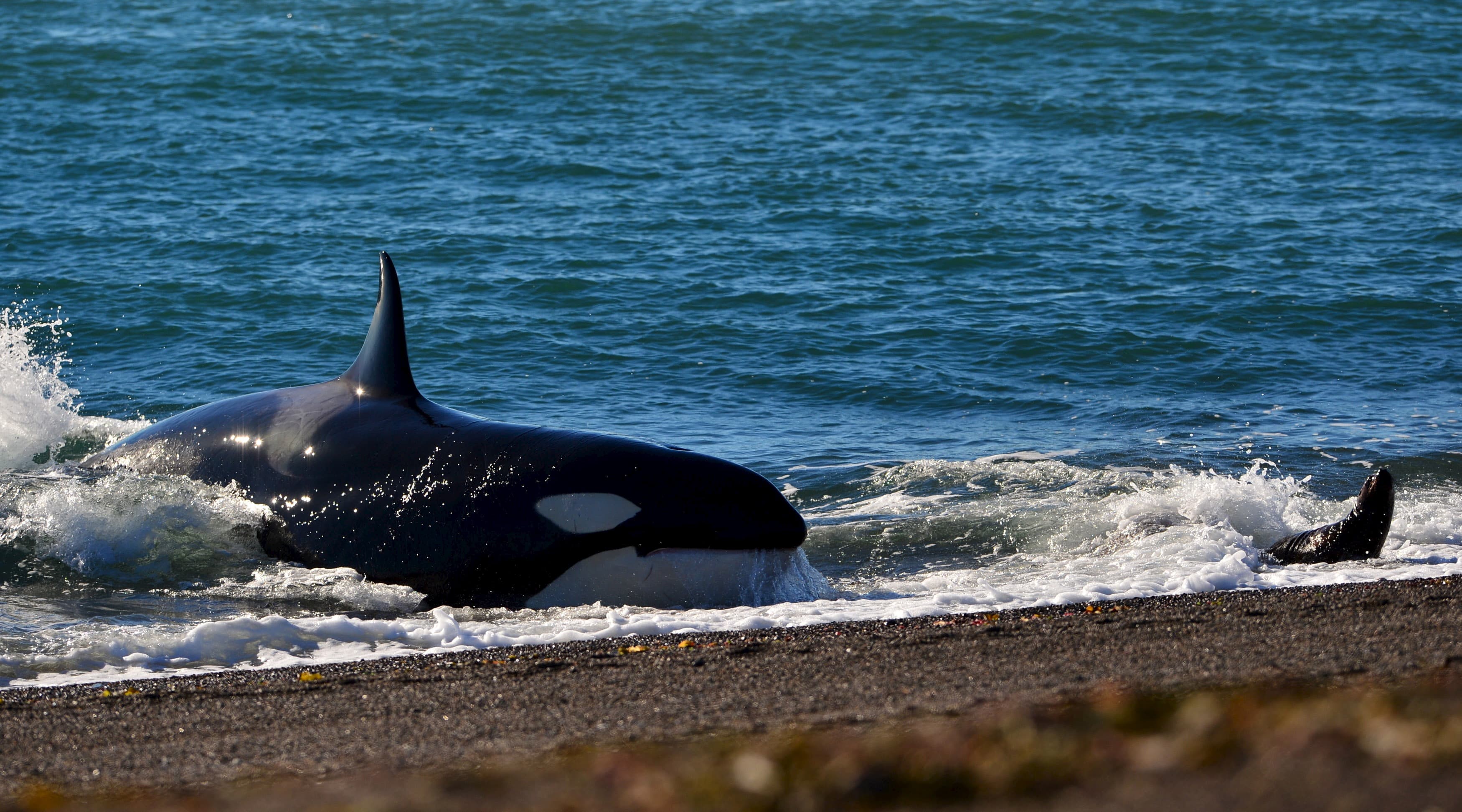 A orca lands on the beach to catch a baby sea lion