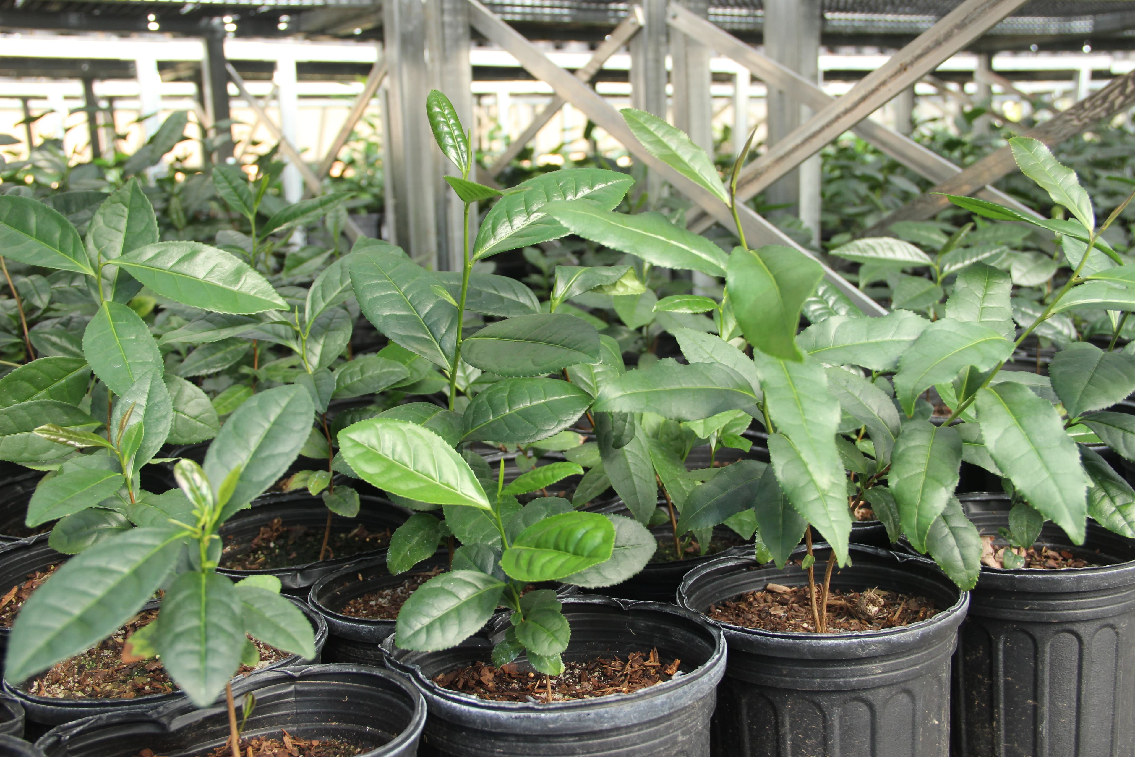 The Lorch’s greenhouse houses about 17,500 plants. All tea comes from the same plant. It’s how you pick and process that gives each tea its unique flavour.