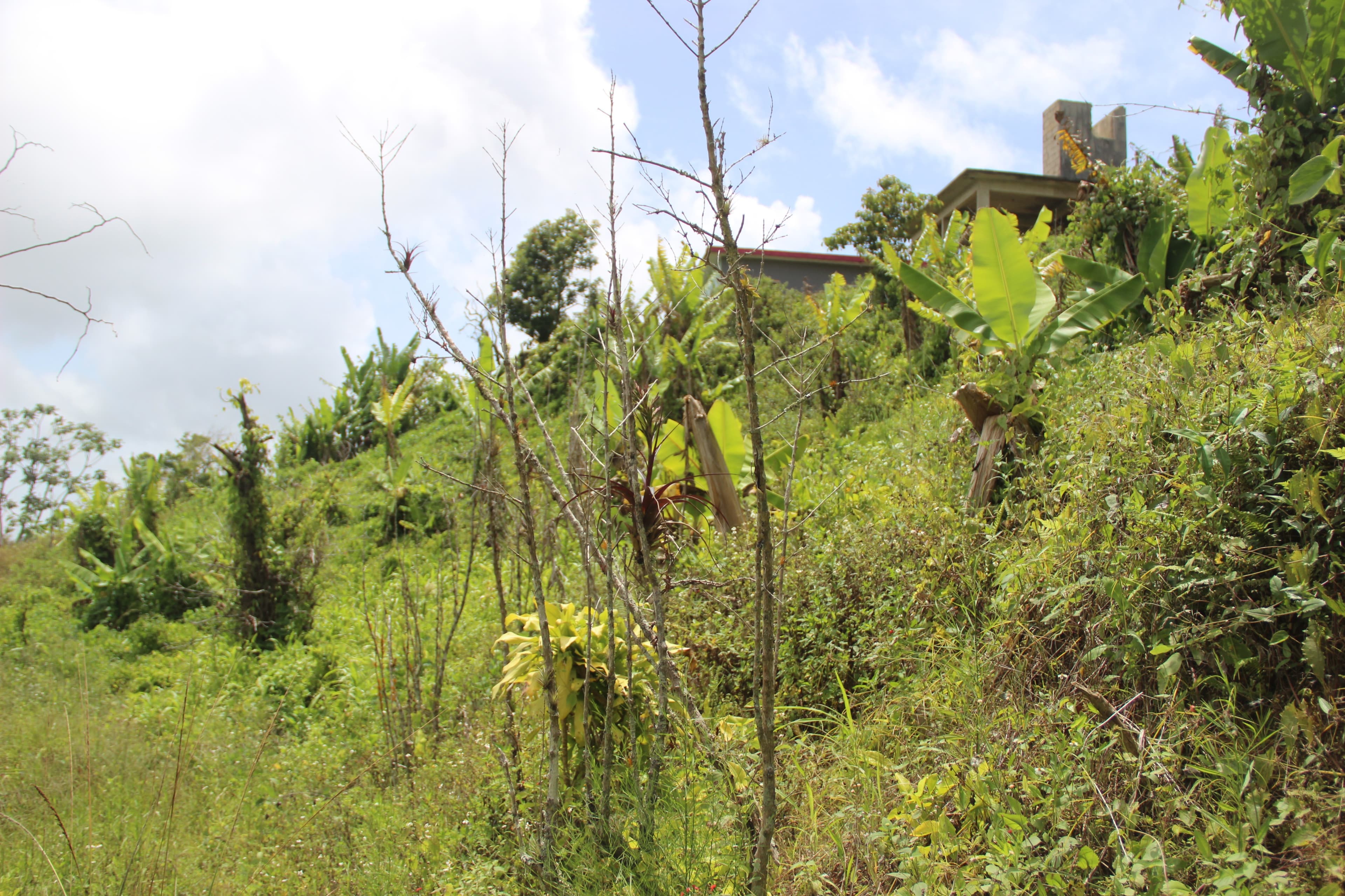 Damaged coffee trees in Puerto Rico