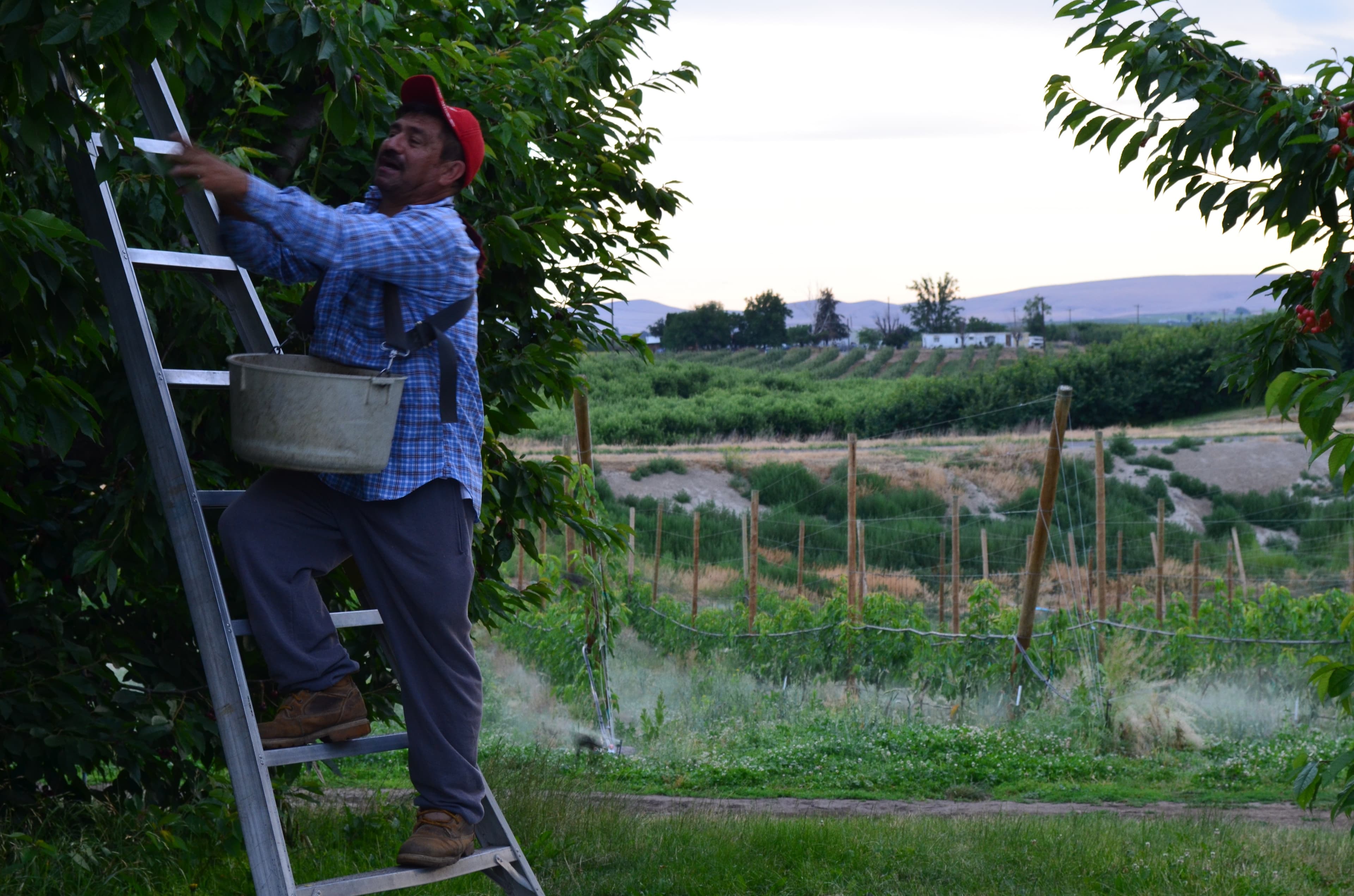 Javier picks cherries