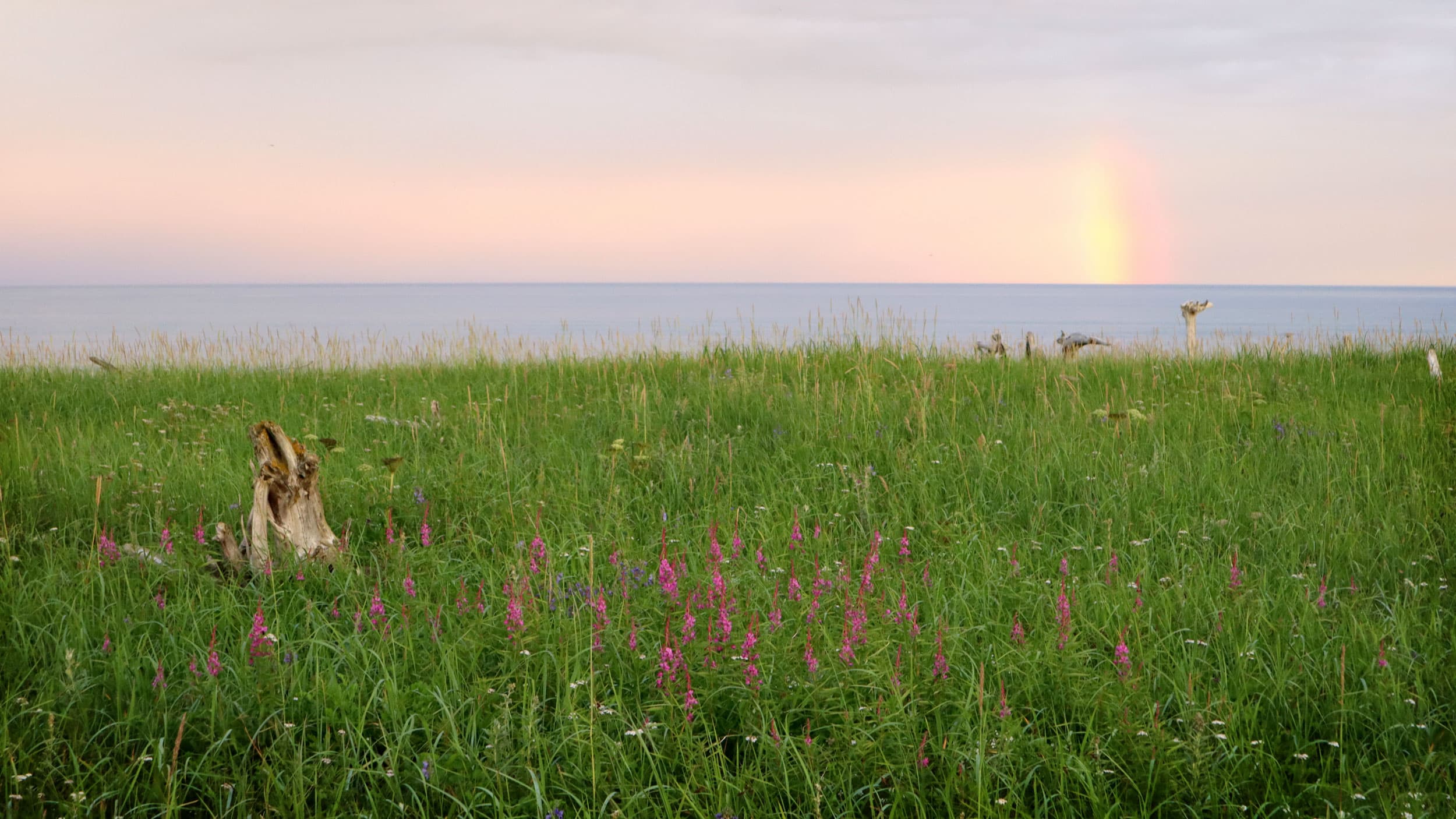 A slate-blue sea stretches out on the horizon. In the foreground, green grass is dotted with wildflowers.