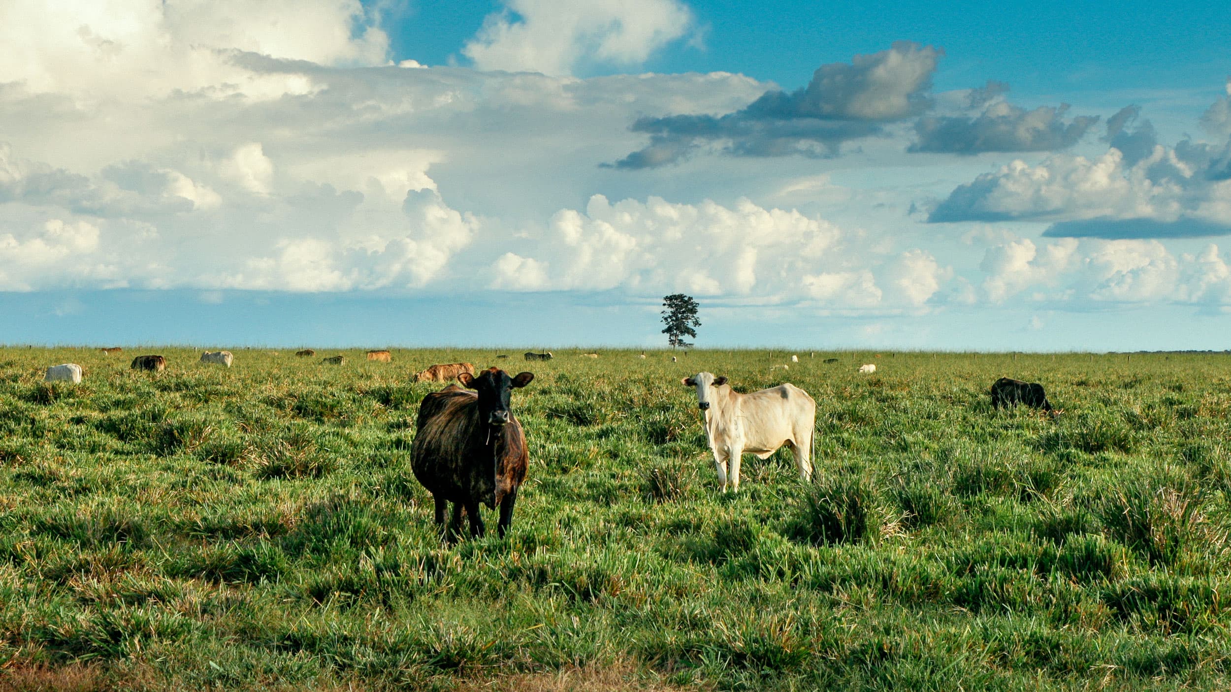 A single tree remains on a stretch of former rainforest converted to pastureland.