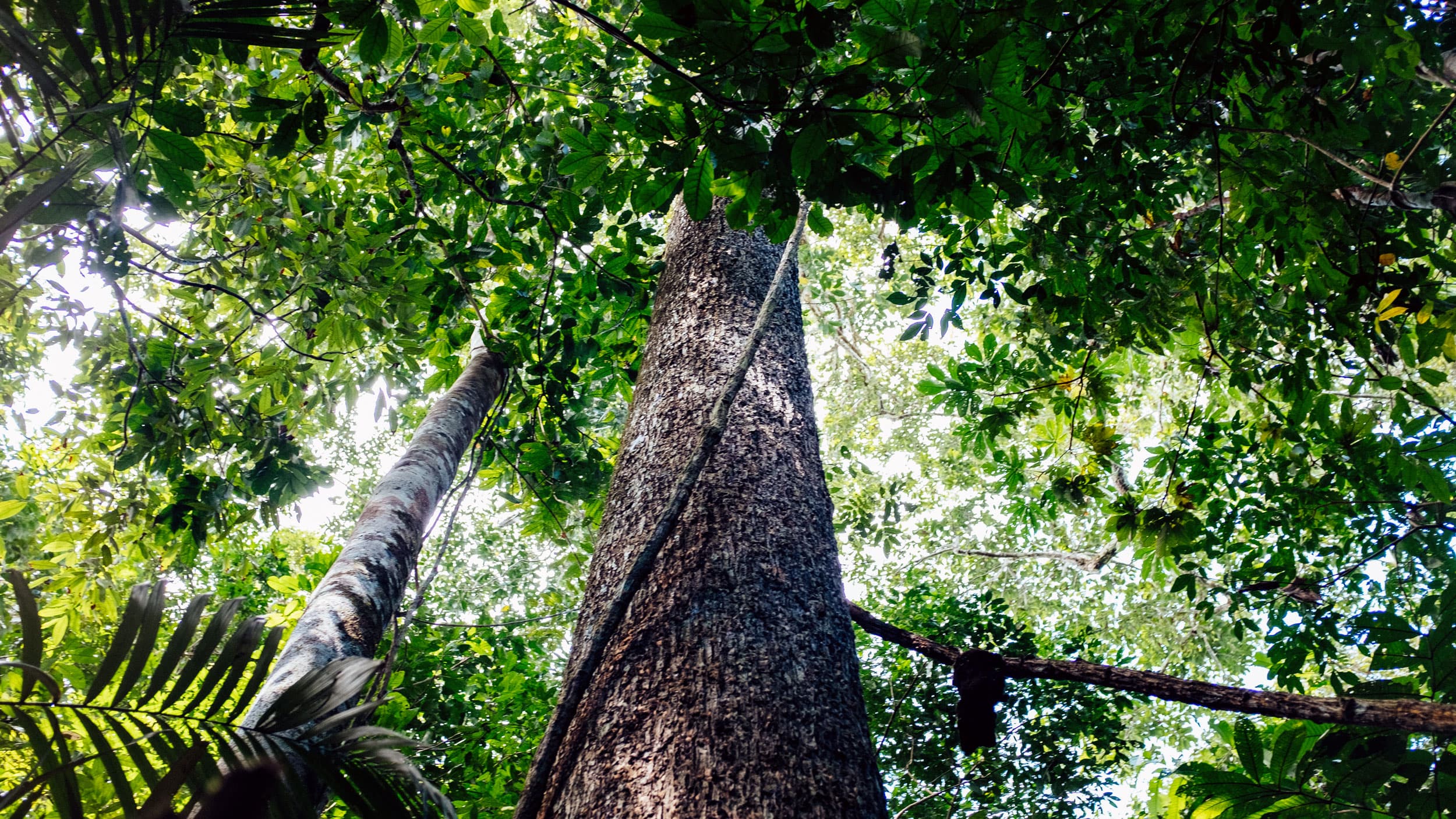 A tree rises into the canopy