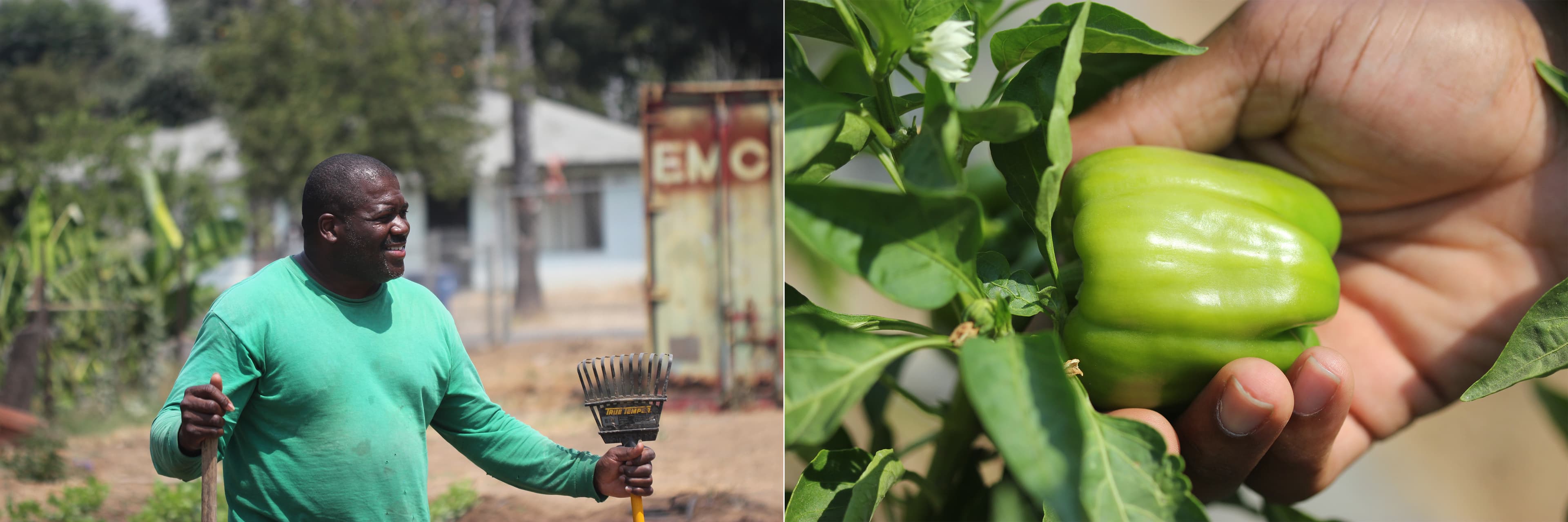 a reverend in his garden in fresno