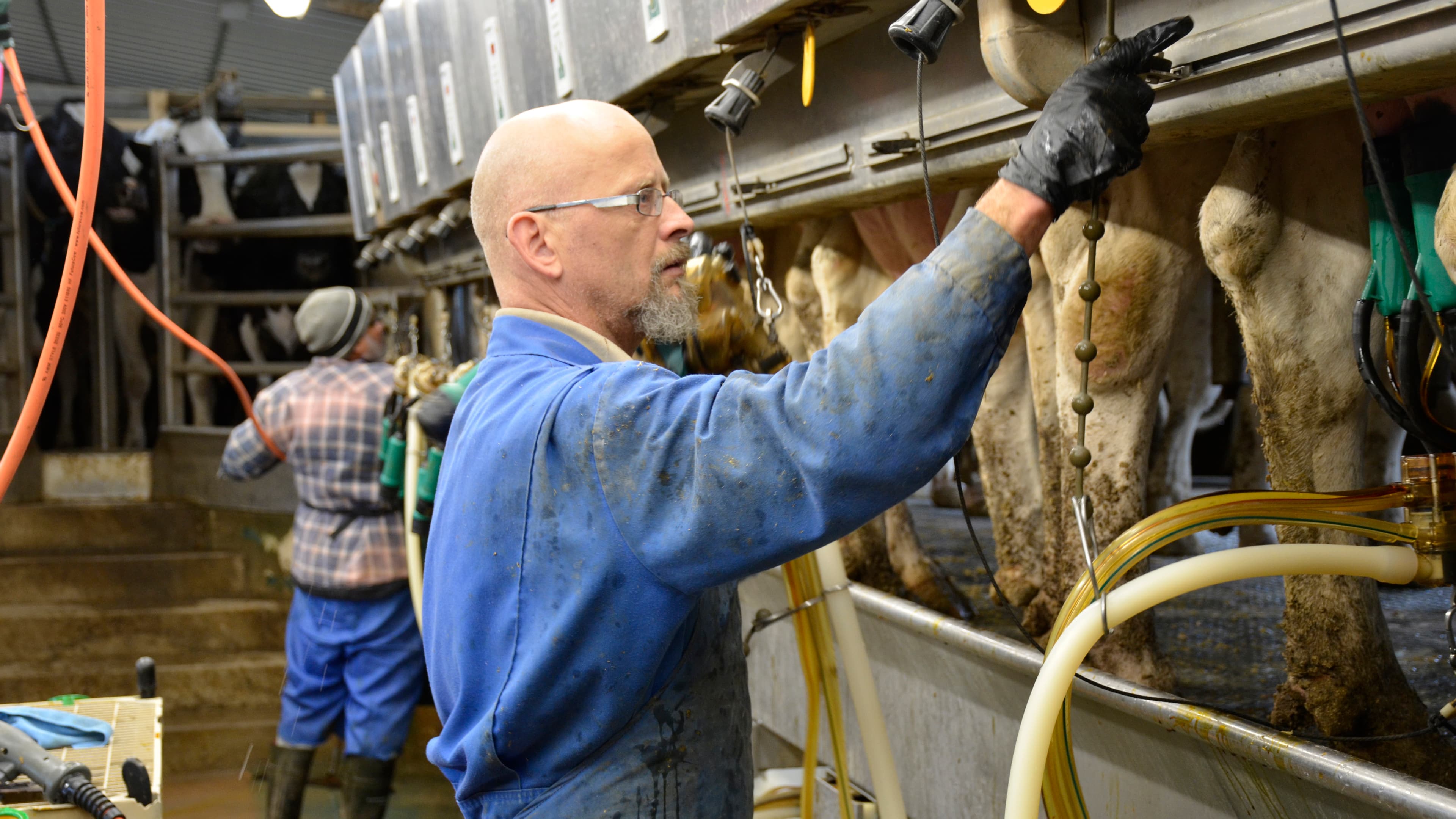 Workers milk cows at Armstrong Manor Farm in Caledon, Ontario. Computers measure how much milk each cow produces, then shut off the milking process when the flow decreases below a certain amount.