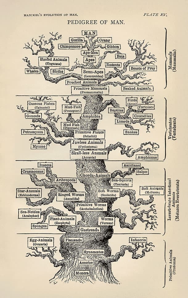 Haeckel tree of life