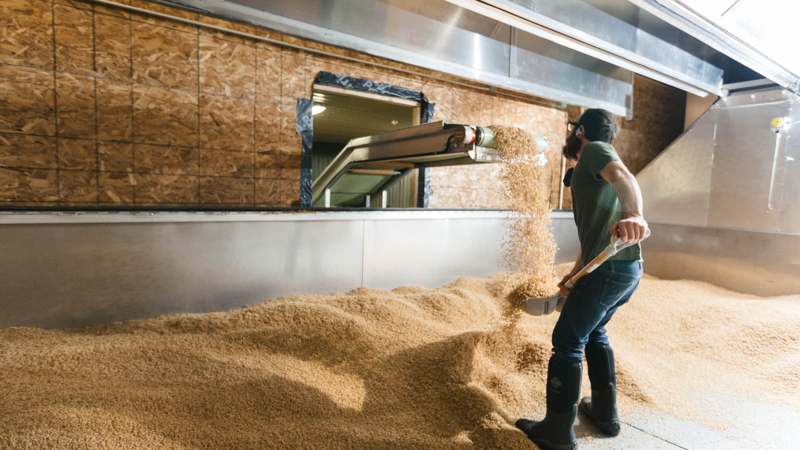 David at Blue Ox Malt catching germinated wheat and spreading it in the kiln.
