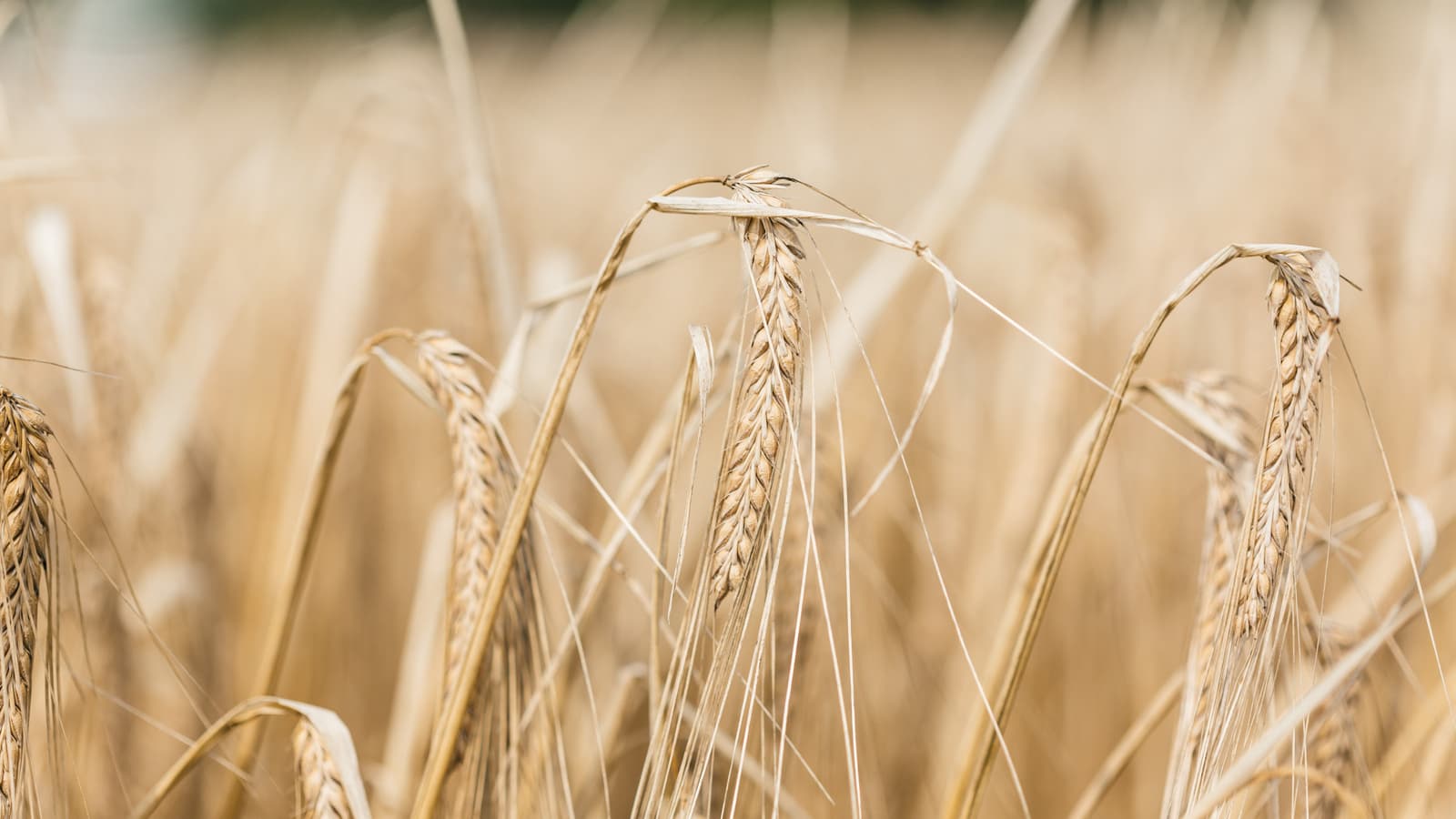 Close up of a grain.