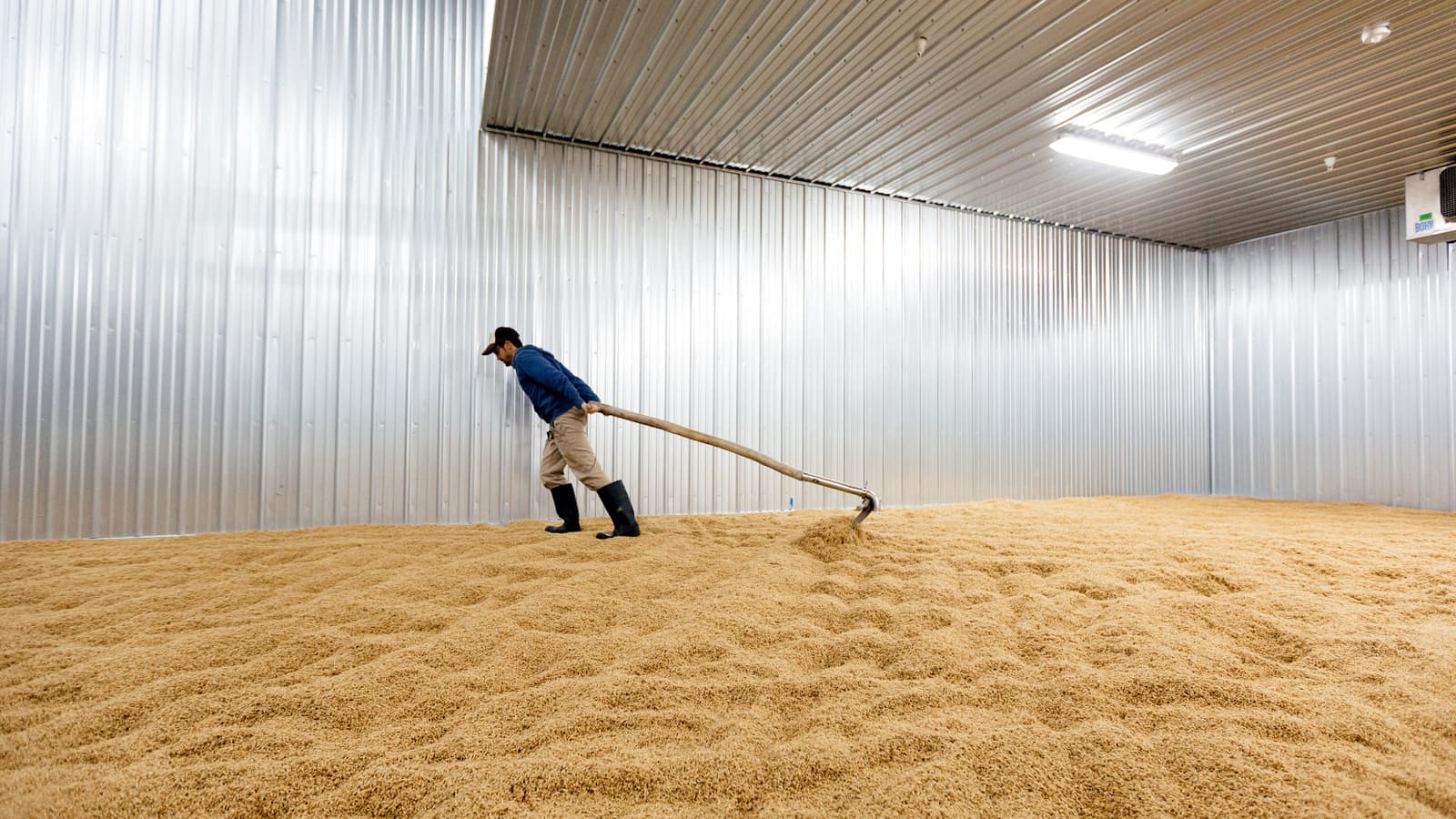 A man turns a bed of wheat on the floor.